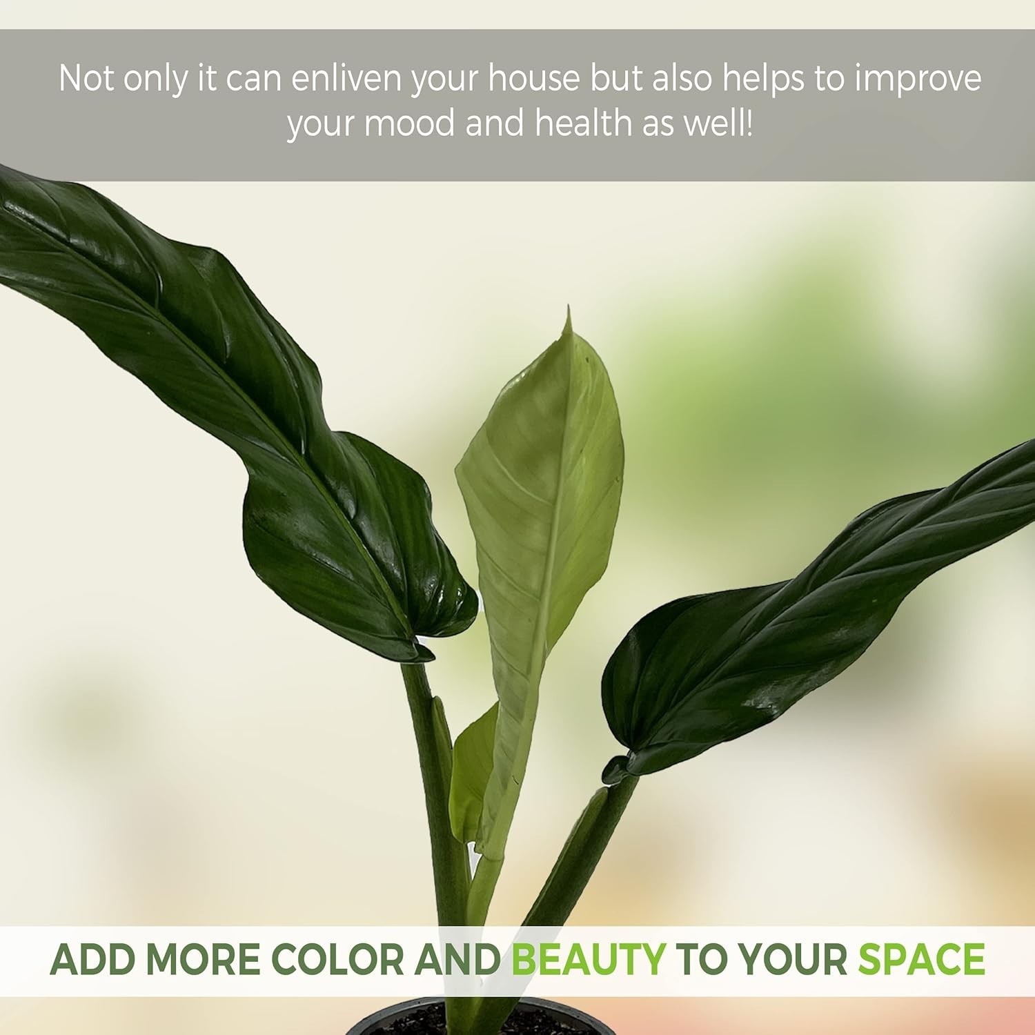 Philodendron Lehmannii (Pack of 2)| Vibrant Live Indoor Plant