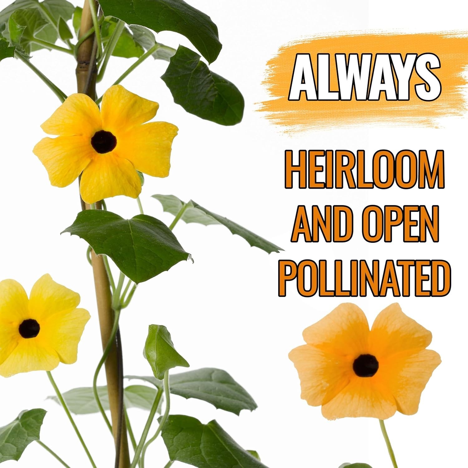 Thunbergia Alata Black-Eyed Susan Vine Seeds – Annual Blooms & Garden Privacy