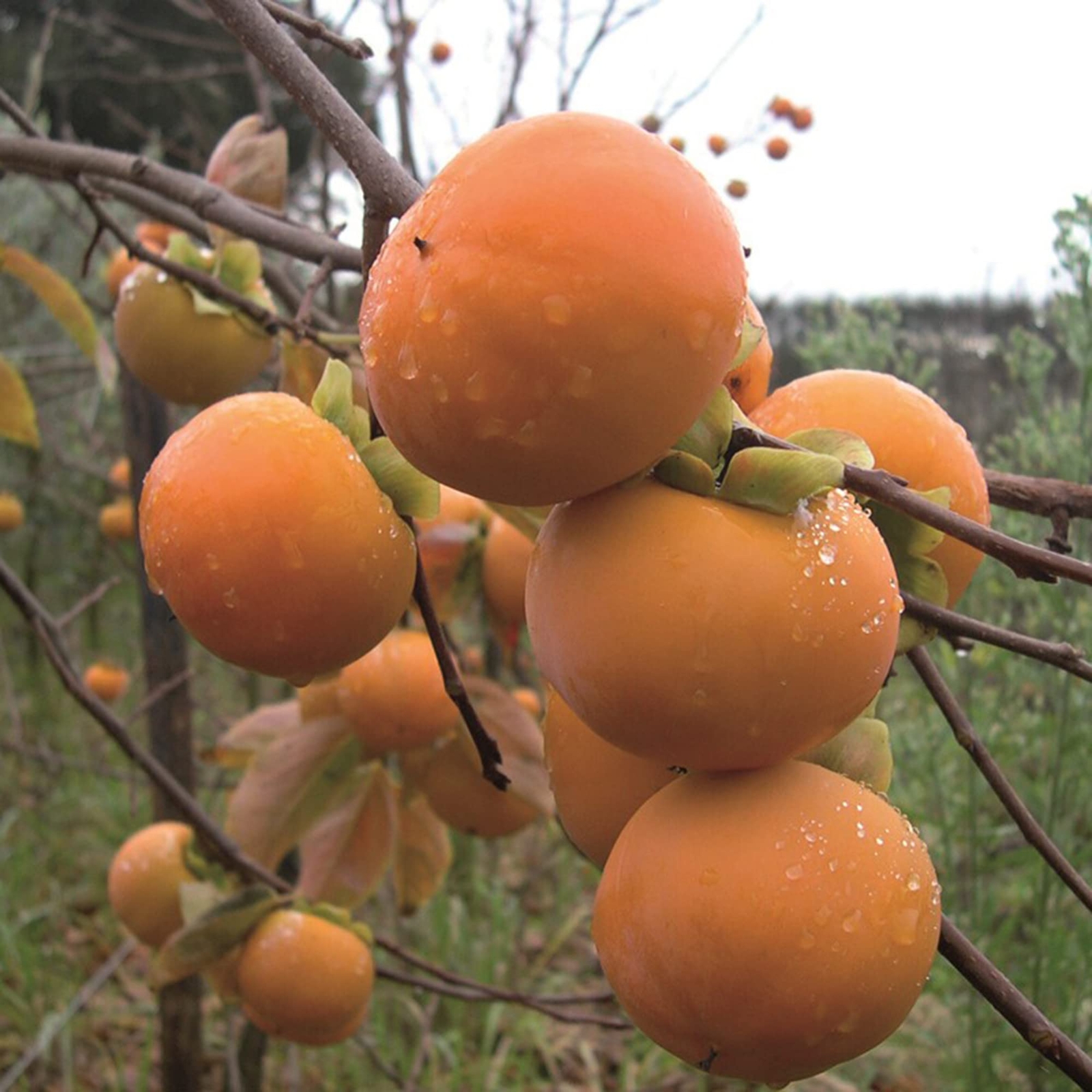 Diospyros kaki FUYU PERSIMMON TREE Seeds!