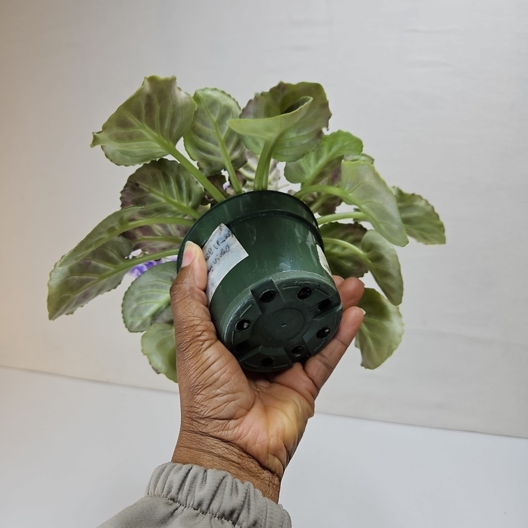 WHITE SAIL Standard Named African Violet Mature Size Blueish And White Flowers