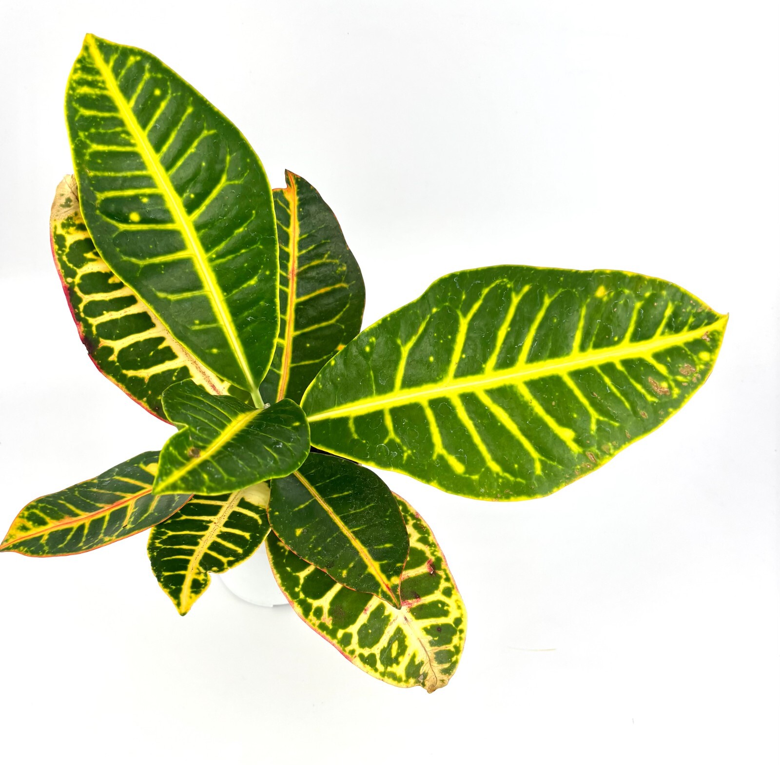 Croton Petra Air Purifying Houseplant, 4” Pot