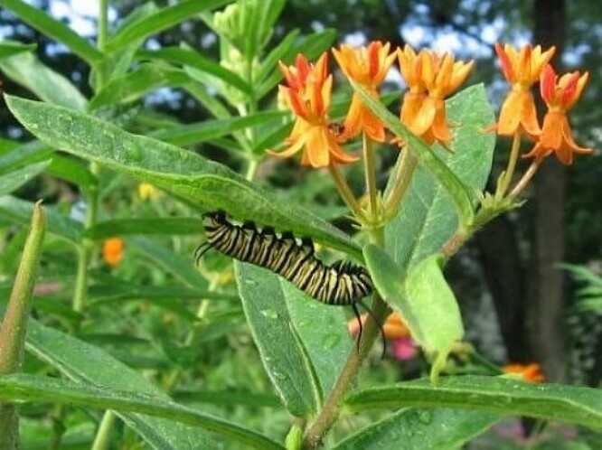 Butterfly weed 200 seeds Asclepias tuberosa native orange milkweed Monarchs