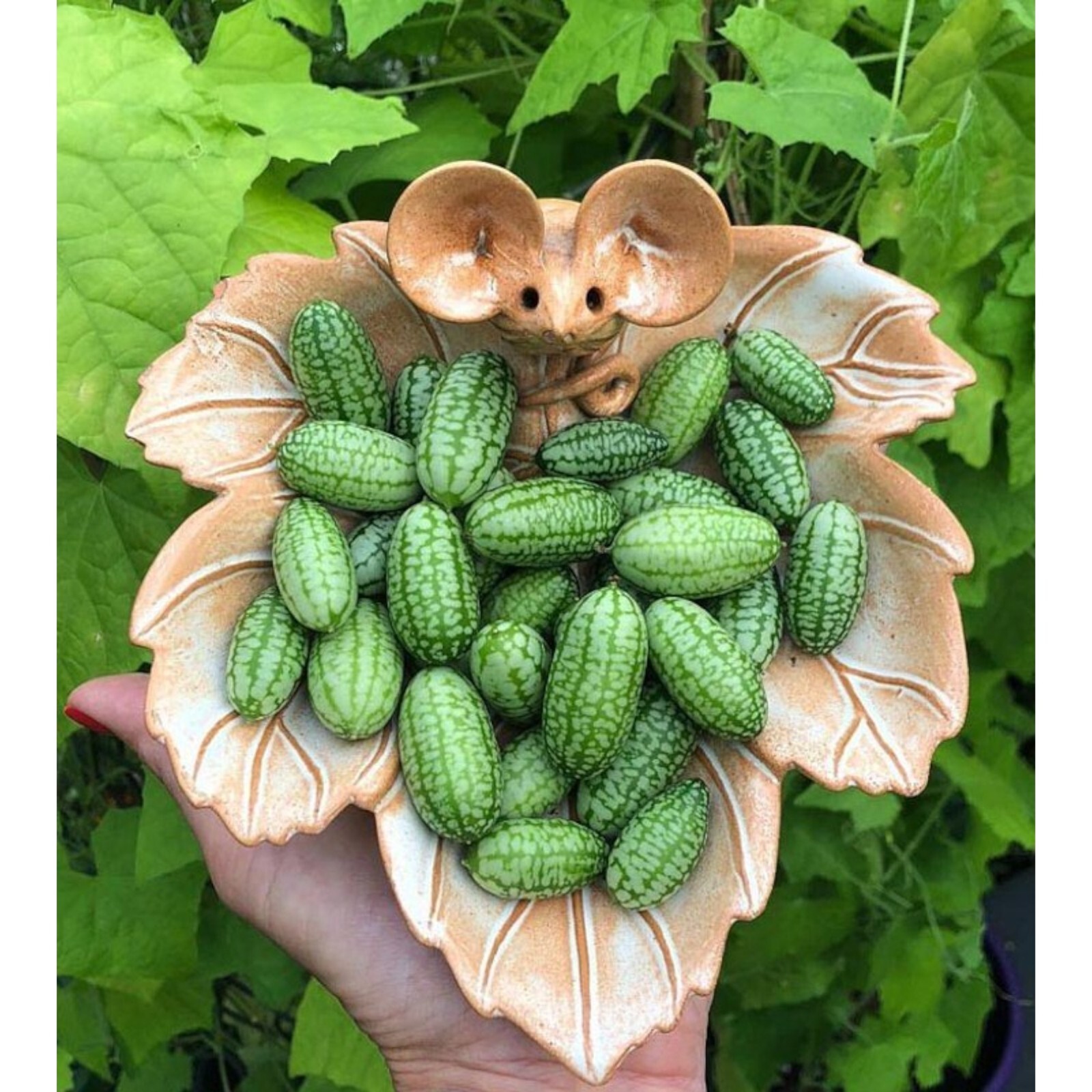 Explore Exotic Flavors with 100pcs Cucamelon Seeds – Mexican Sour Gherkin
