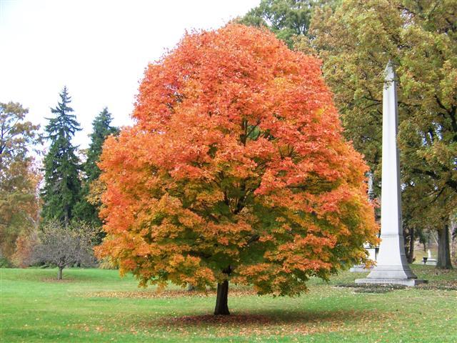 Sugar Maple tree qt pot (Acer saccharum)