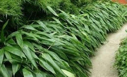 1 foot Indocalamus tessellatus bamboo rhizome Giant Leaf