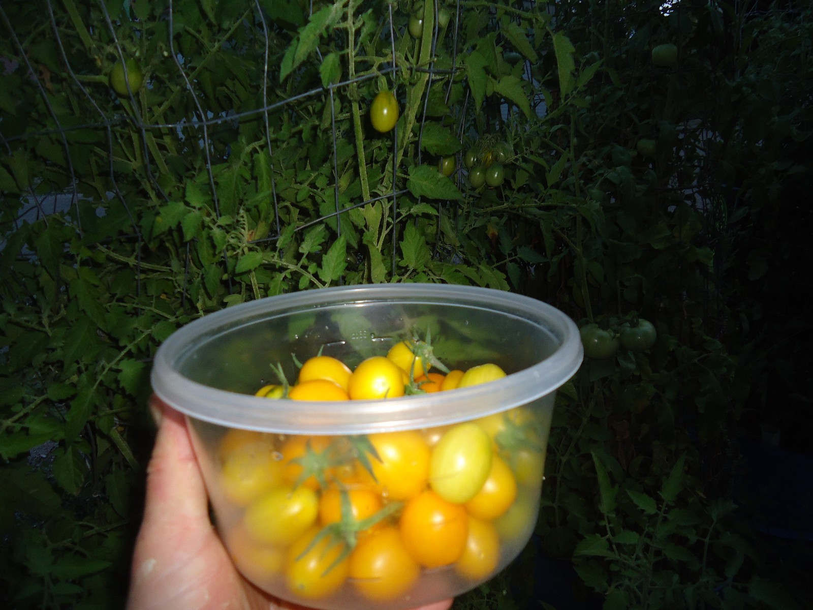 Golden Egg Tomato *HEIRLOOM* SEEDS of LIFE