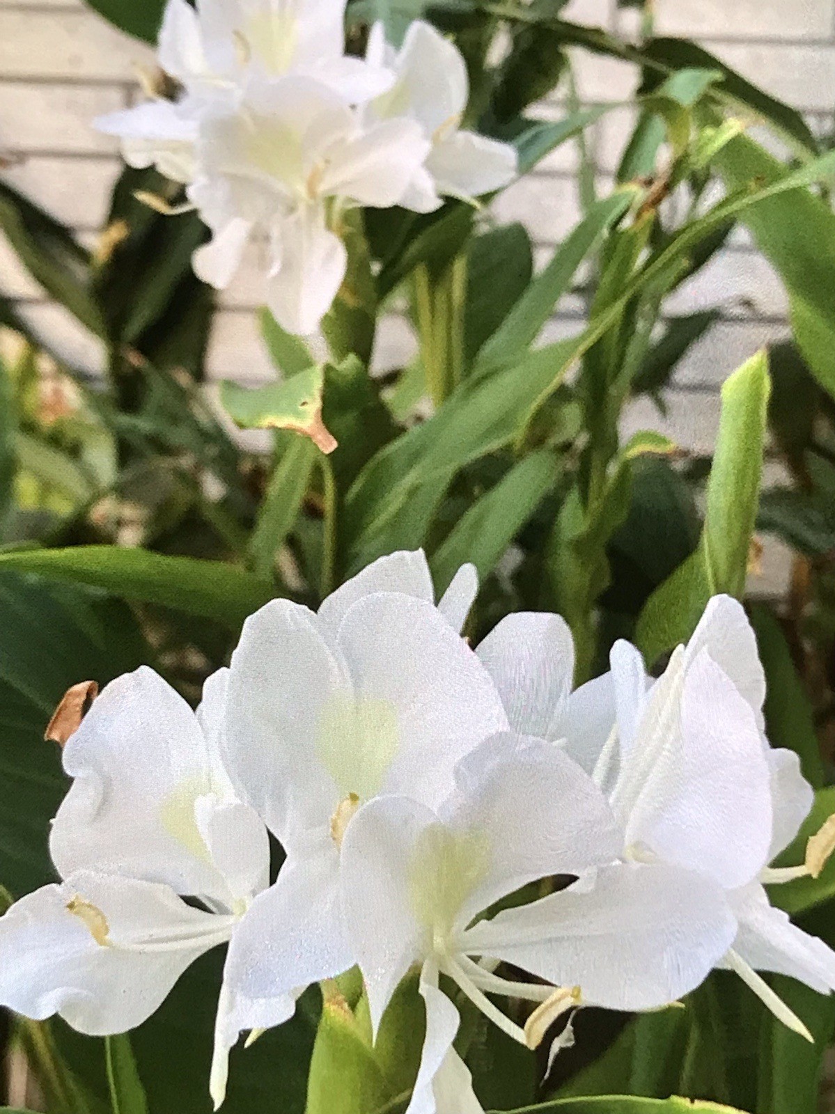 Hedychium Coronarium / Fragrant White Butterfly Lily / Ginger Lily ( 2 Roots)