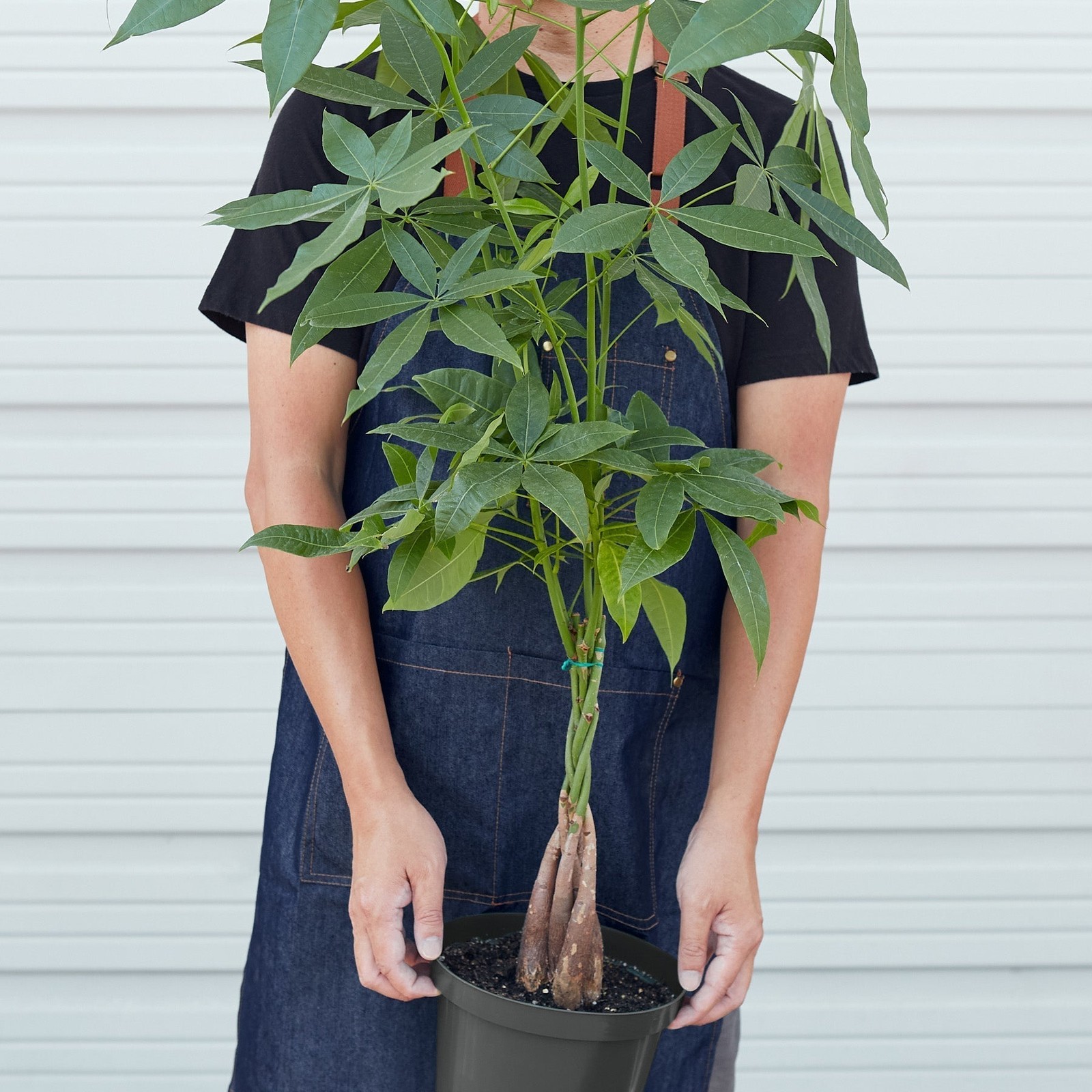 Braided Money Tree Pachira aquatica • Guiana Chestnut • 6″ Pot Good Luck Plant