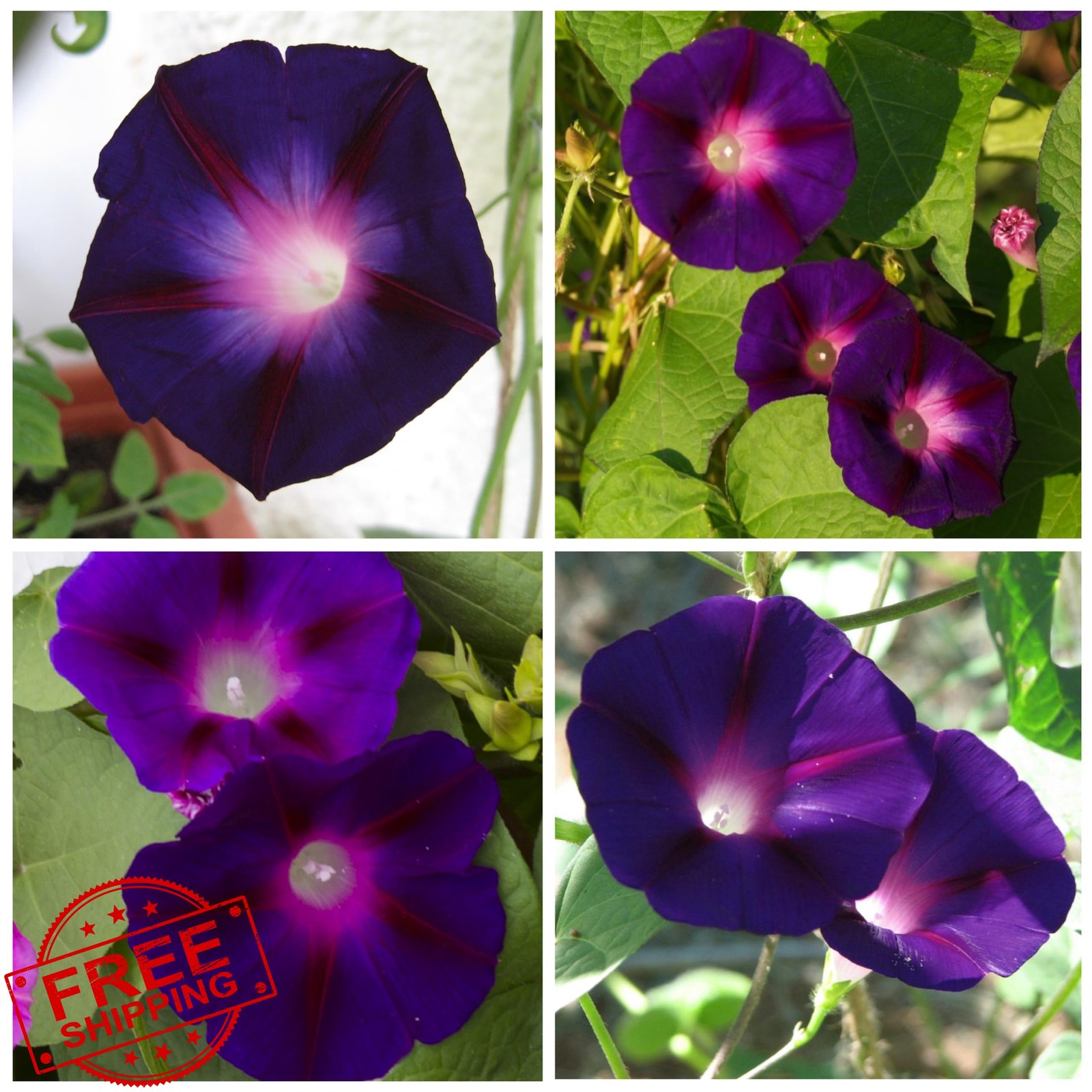 Seed Needs Black Kniolas Morning Glory Seeds Heirloom Deep Purple Flowers