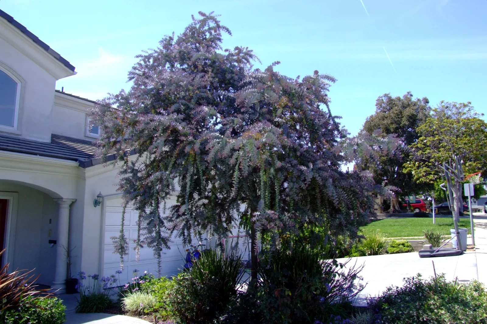 Chocolate Mimosa Tree Seeds (Acacia Baileyana v. Purpurea) Fern Leaf Flower