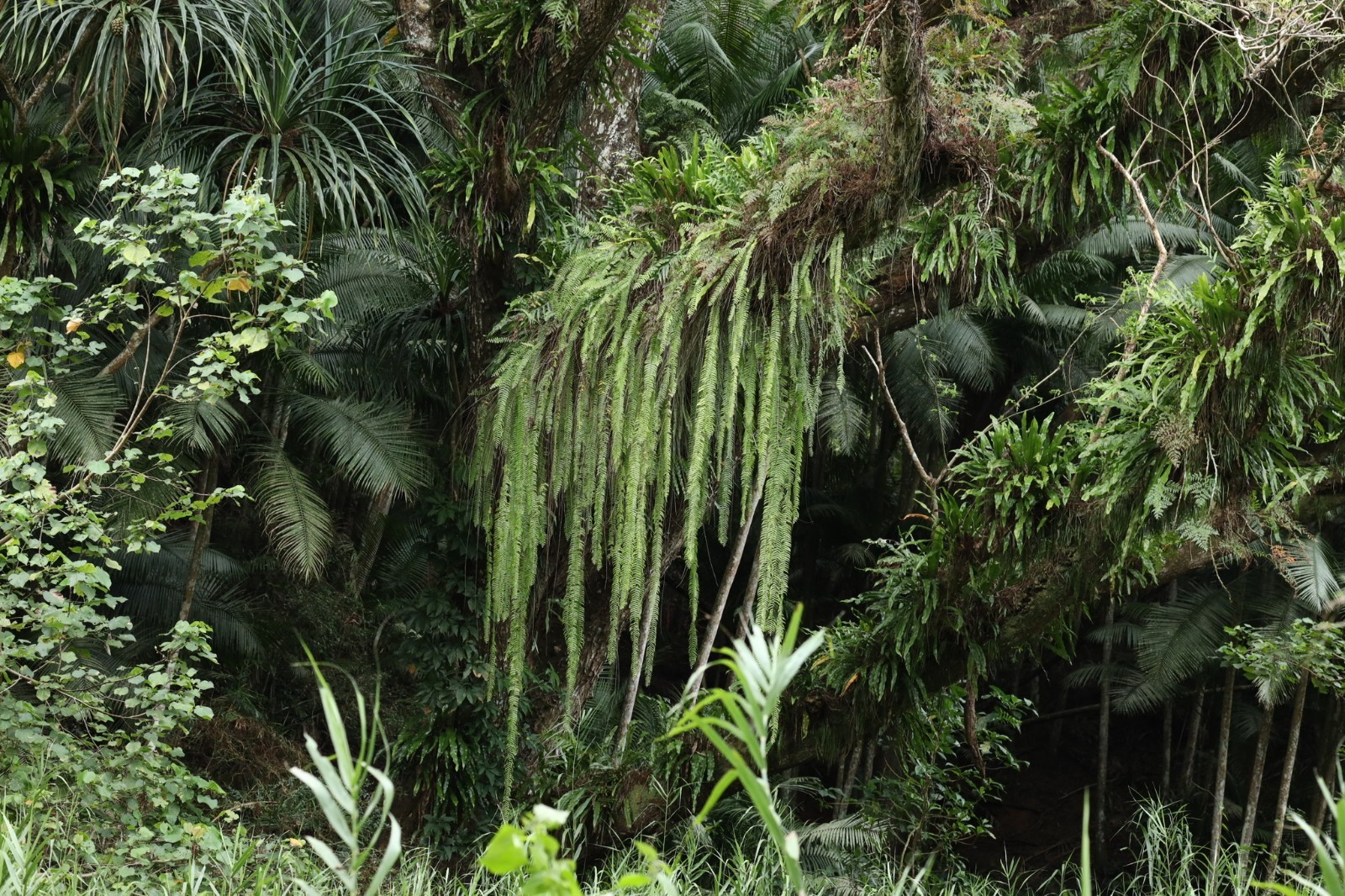 NEPHROLEPIS ACTUIFOLIA – Giant gorgeous jungle-like fern ! Tropical not staghorn