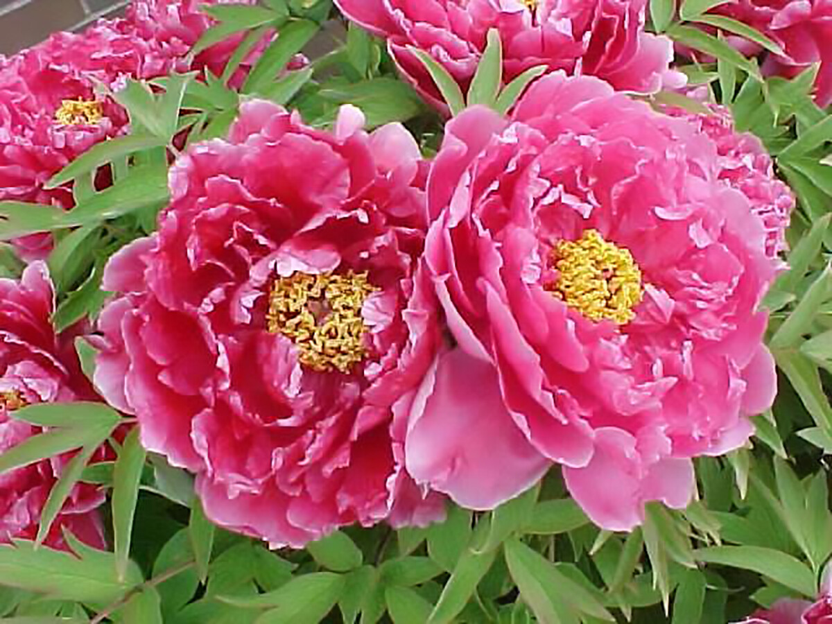 Tree Peony, Paeonia suffruticosa, Seeds