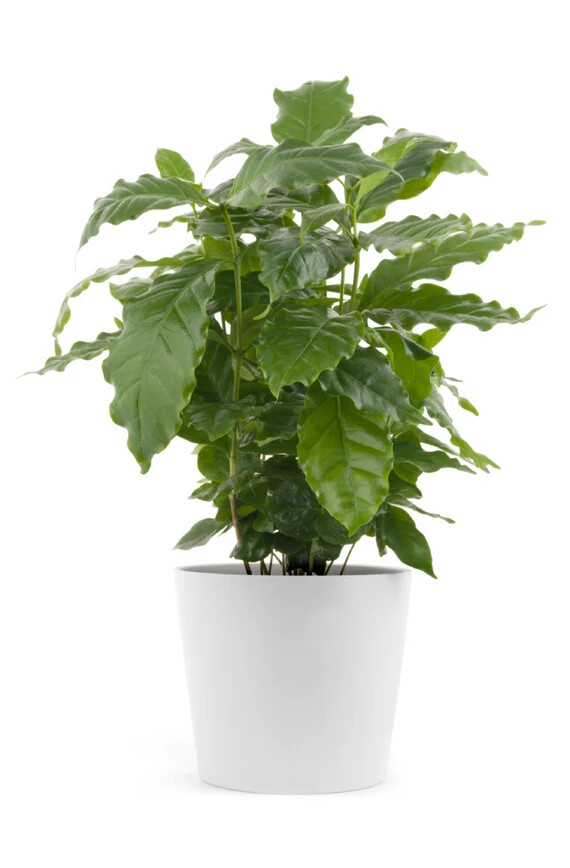 ~~ARABICA COFFEE BEAN~~Rooted Starter Plant~~Brew Your Own Coffee!~~GREAT GIFT!