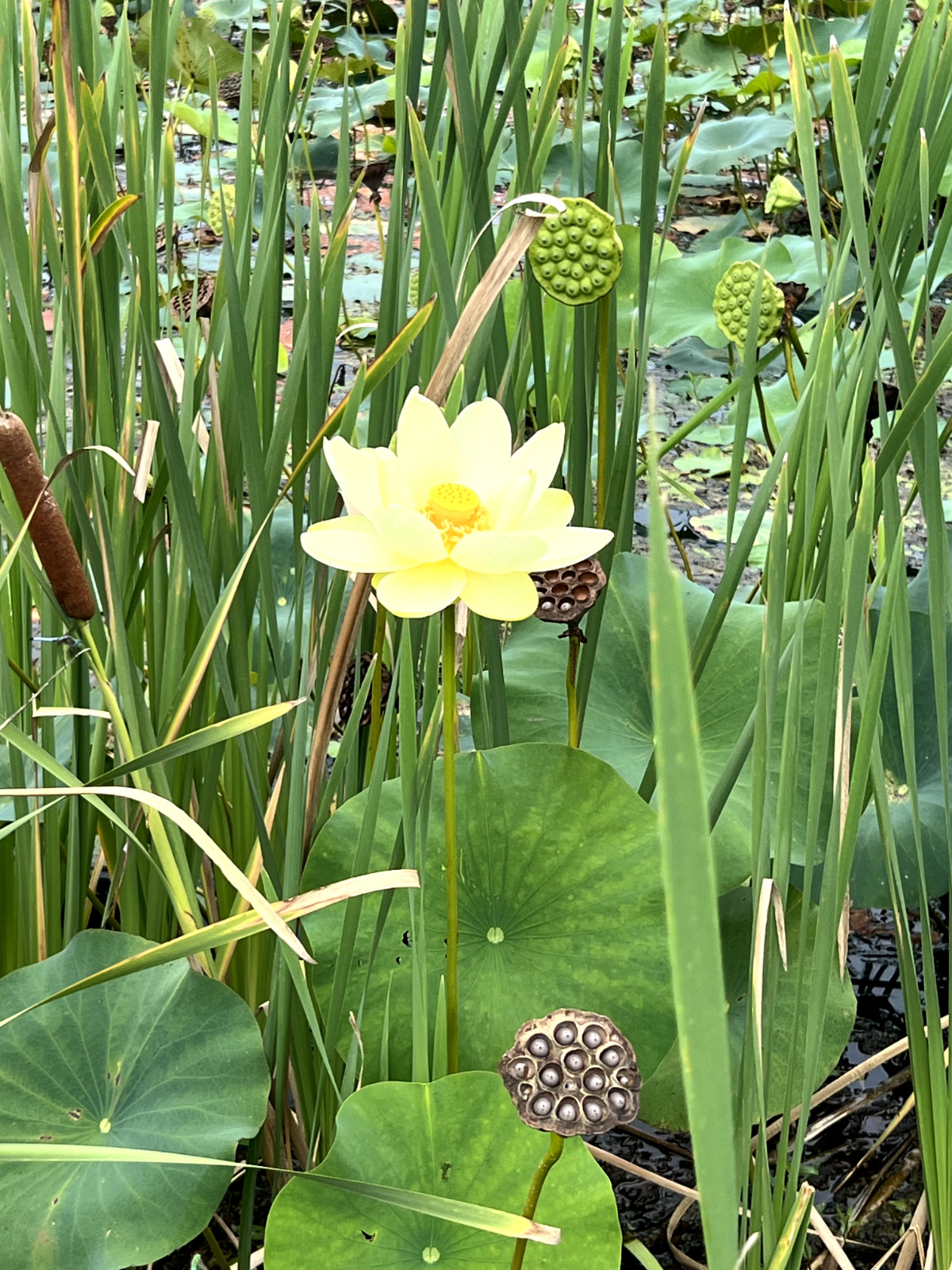120 Seeds Yellow Lotus Flower Seeds American Water Lily for Pots or Pond