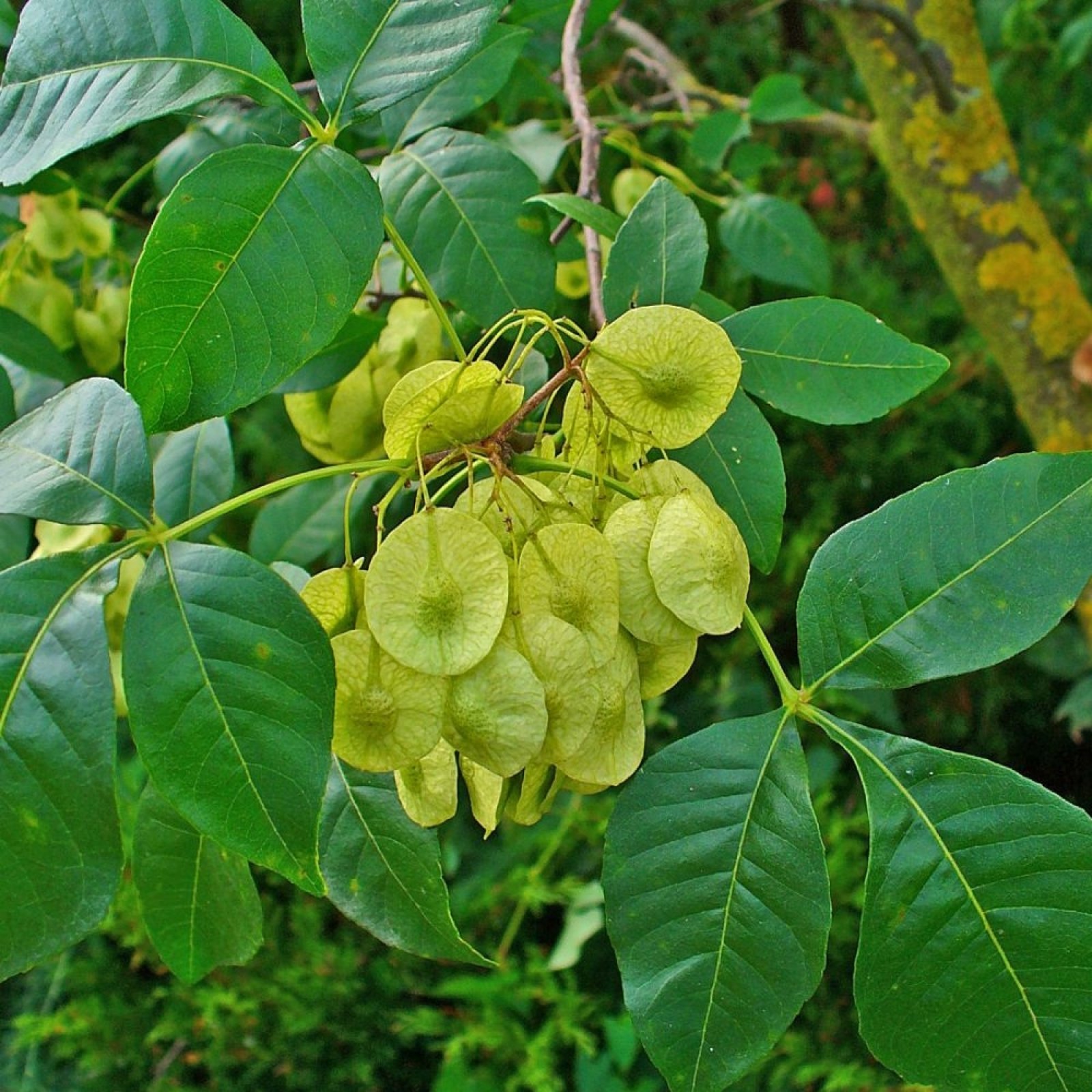 HOP TREE / ASH Ptelea Trifoliata – 15 SEEDS