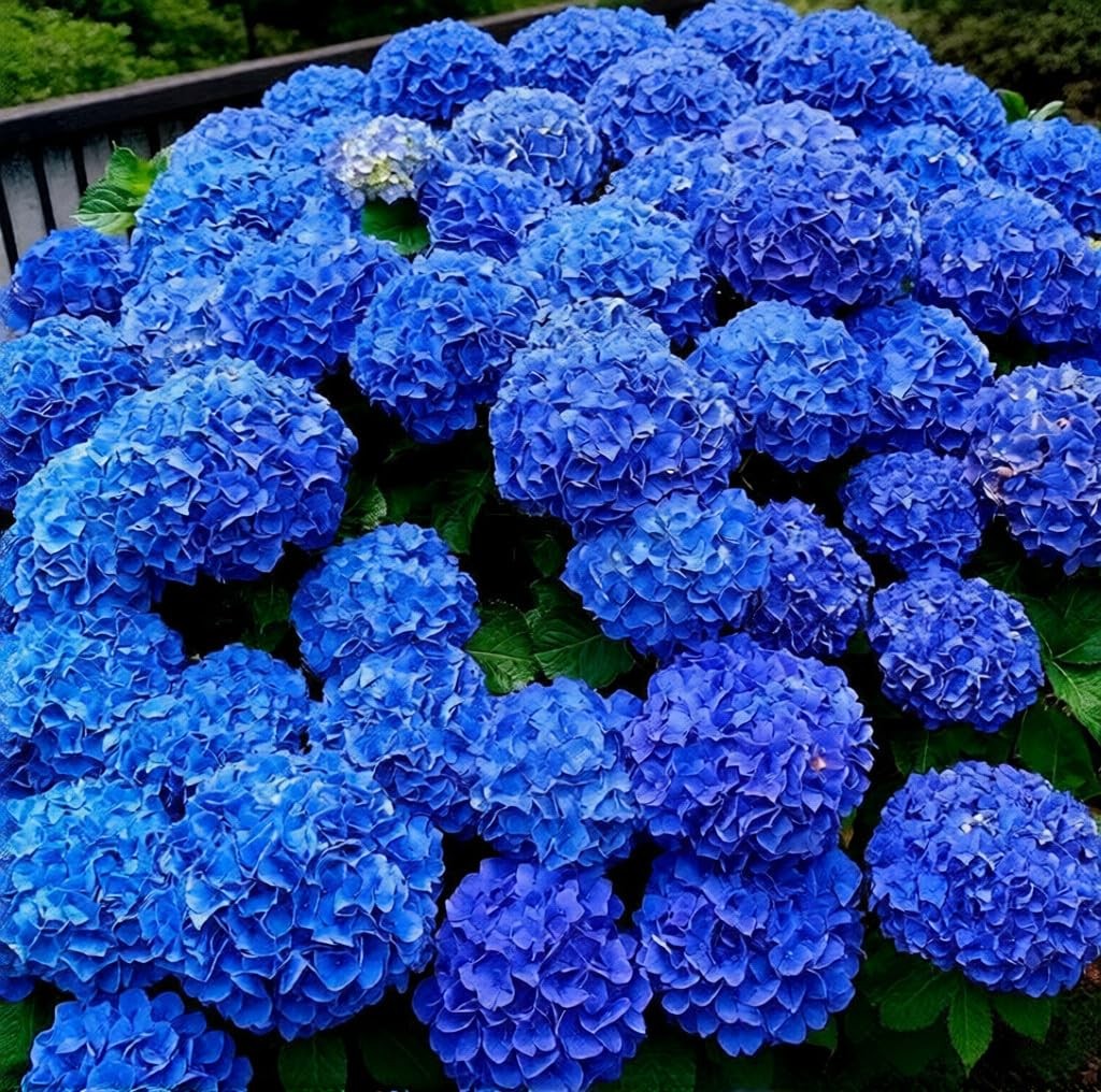150+ Hydrangea Seeds – Mixed Color Perennial Flowers (Blue, Pink, Red & Mix