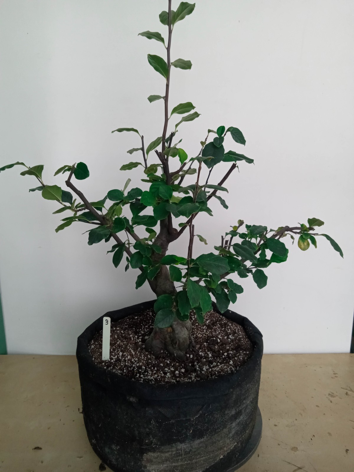 Chinese Quince specimen flowering, fruiting bonsai tree #3