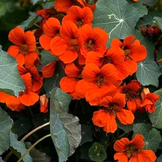 Nasturtium EMPRESS OF INDIA Red Vine 16″ Hummingbirds Edible NonGMO USA 20 Seeds