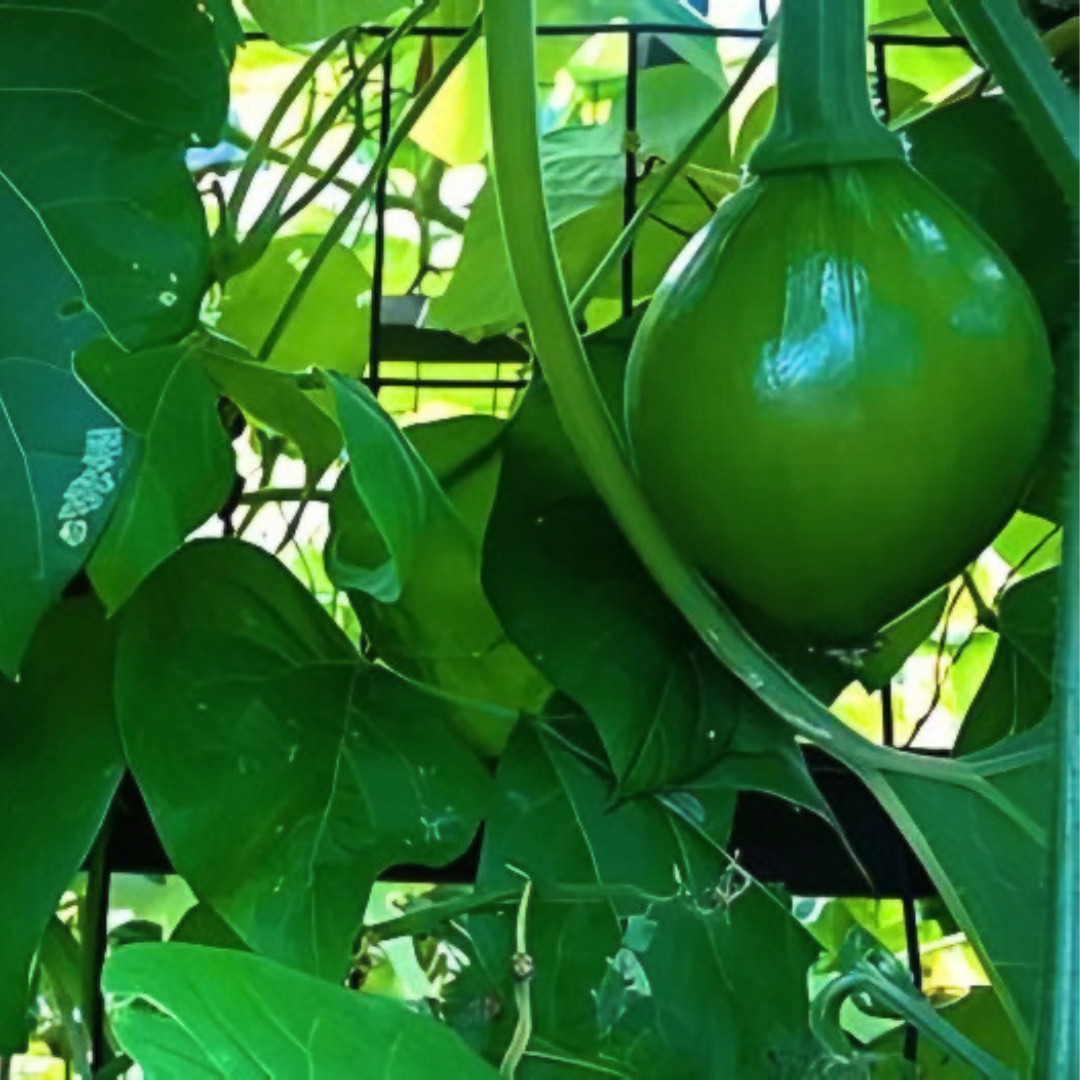 Fresh Korean Teot Bat Put Squash Seeds | Heirloom Non-GMO | Asian Vegetable Seed