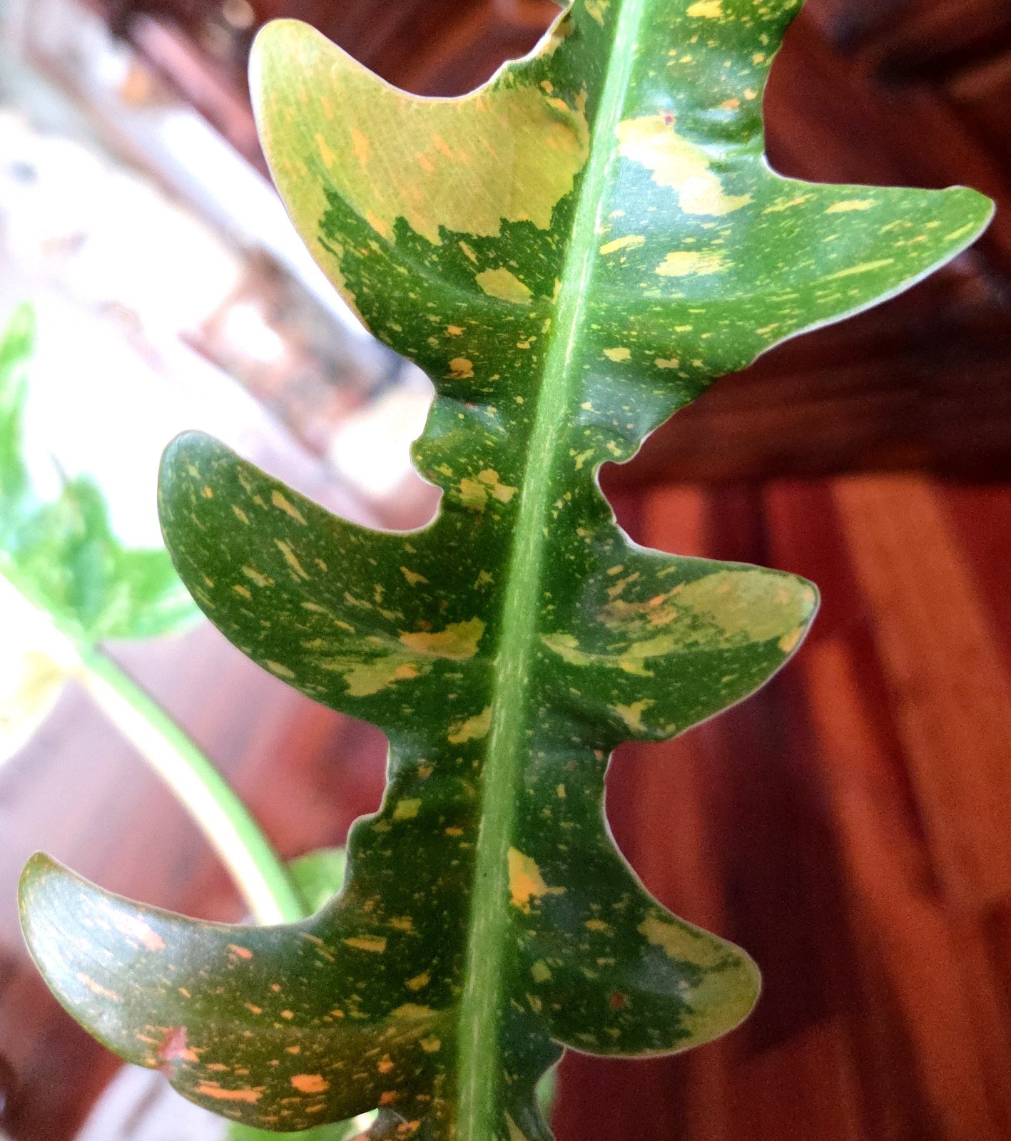 RARE XL Philodendron Ring Of Fire 30″ Tall 1 Gal Pot No Monstera Anthurium Aroid