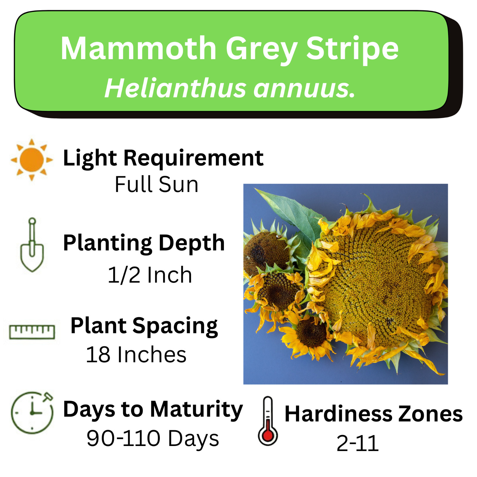 Giant Sunflower Seeds for Planting – Heirloom & Non-GMO – Mammoth Seeds