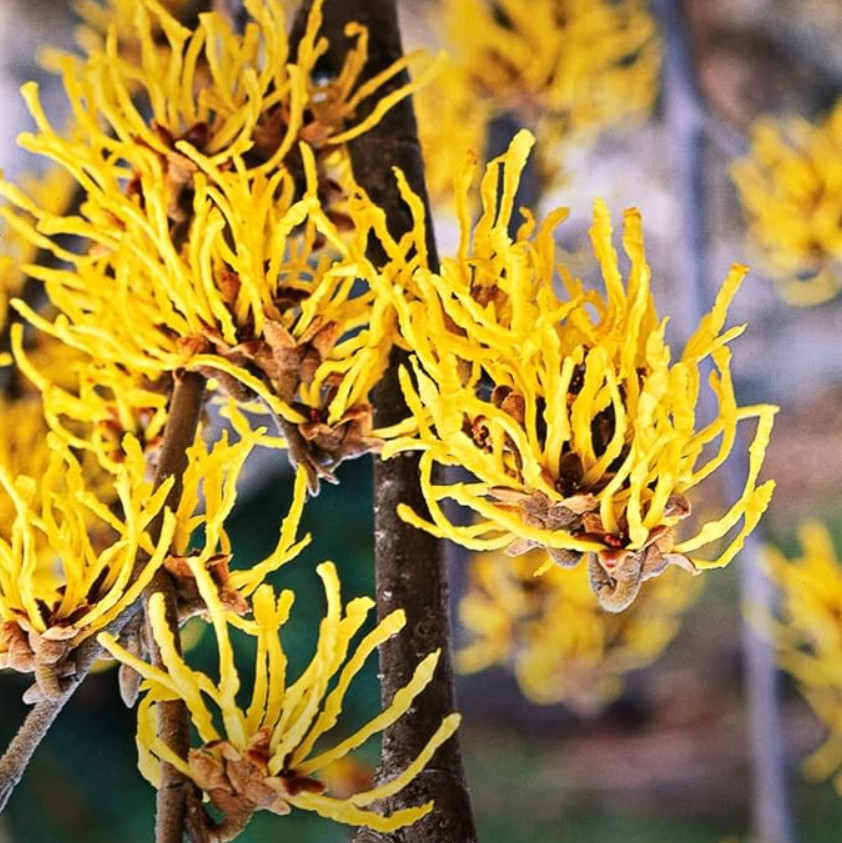 Live Witch Hazel Tree – Quart Pot – AK: Bareroot Oct–May – No Ship to PR, HI