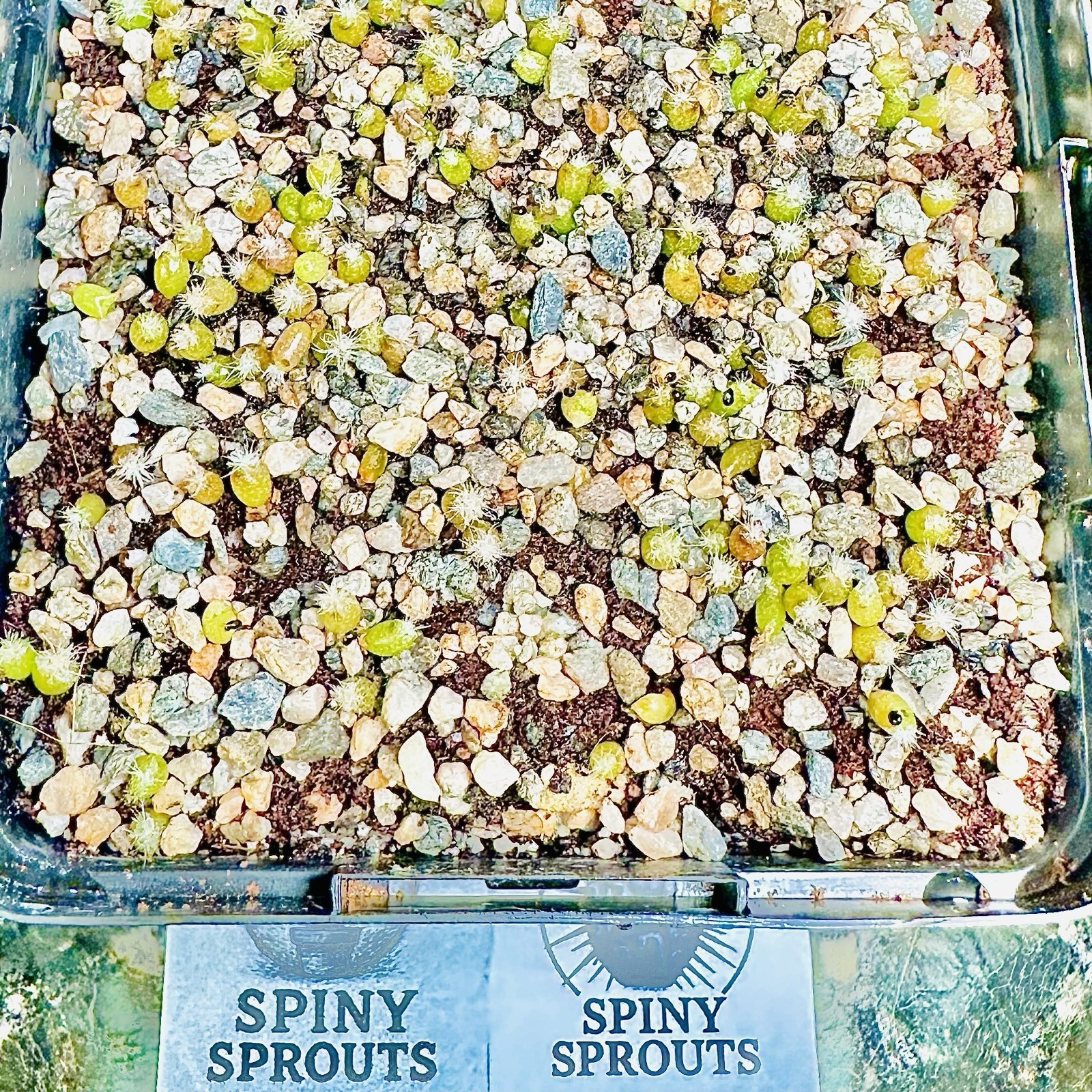 RARE *CULTIVAR* SEEDS (10pk) L0ph…Diffusa Koike x10 (Ten) Cactus US SELLER