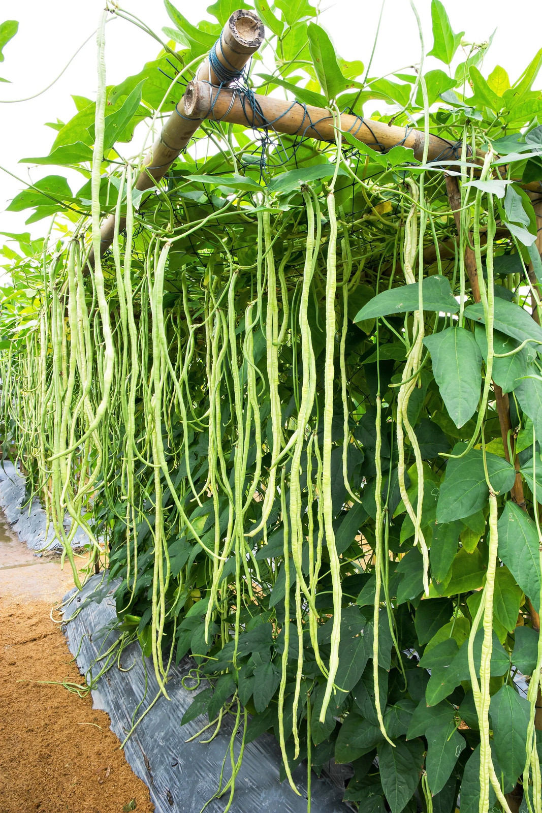 100 LADY COWPEA Cow Pea Southern Pea Vigna Unguiculata Legume White Lady Finger