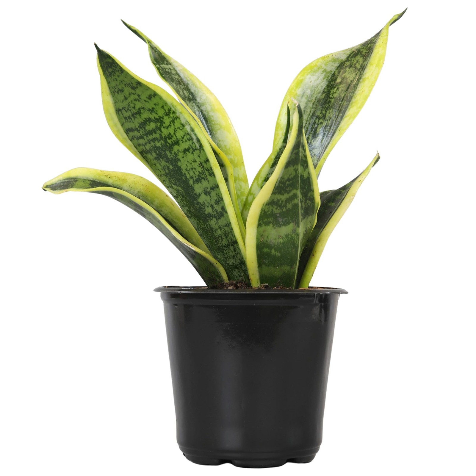 Live Snake Plant (Superba), Approx. 13″ Tall, Virtually Indestructible, Easy …