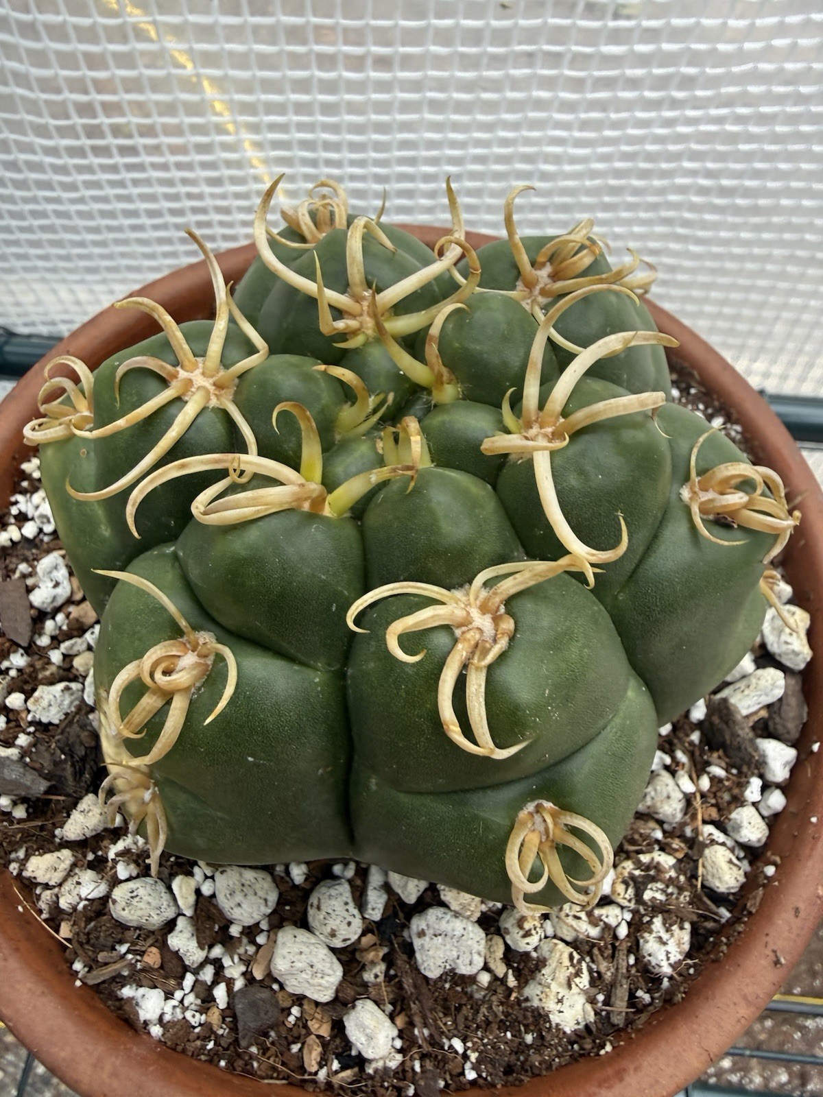 Gymnocalycium denudatum V. Braziliansis / Reaching 5 Inch Wide Now!