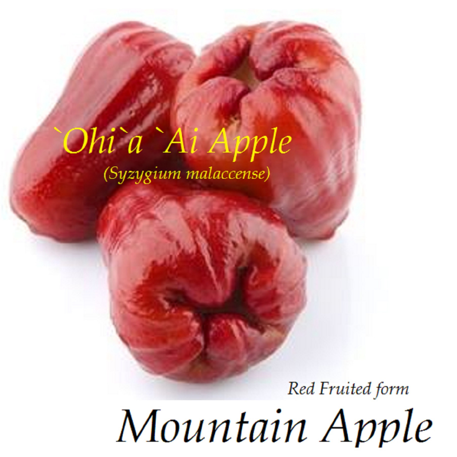 RED Mountain Apple Fruit Tree Syzygium malaccense Ohi’a Ai Apple XL Size Plant