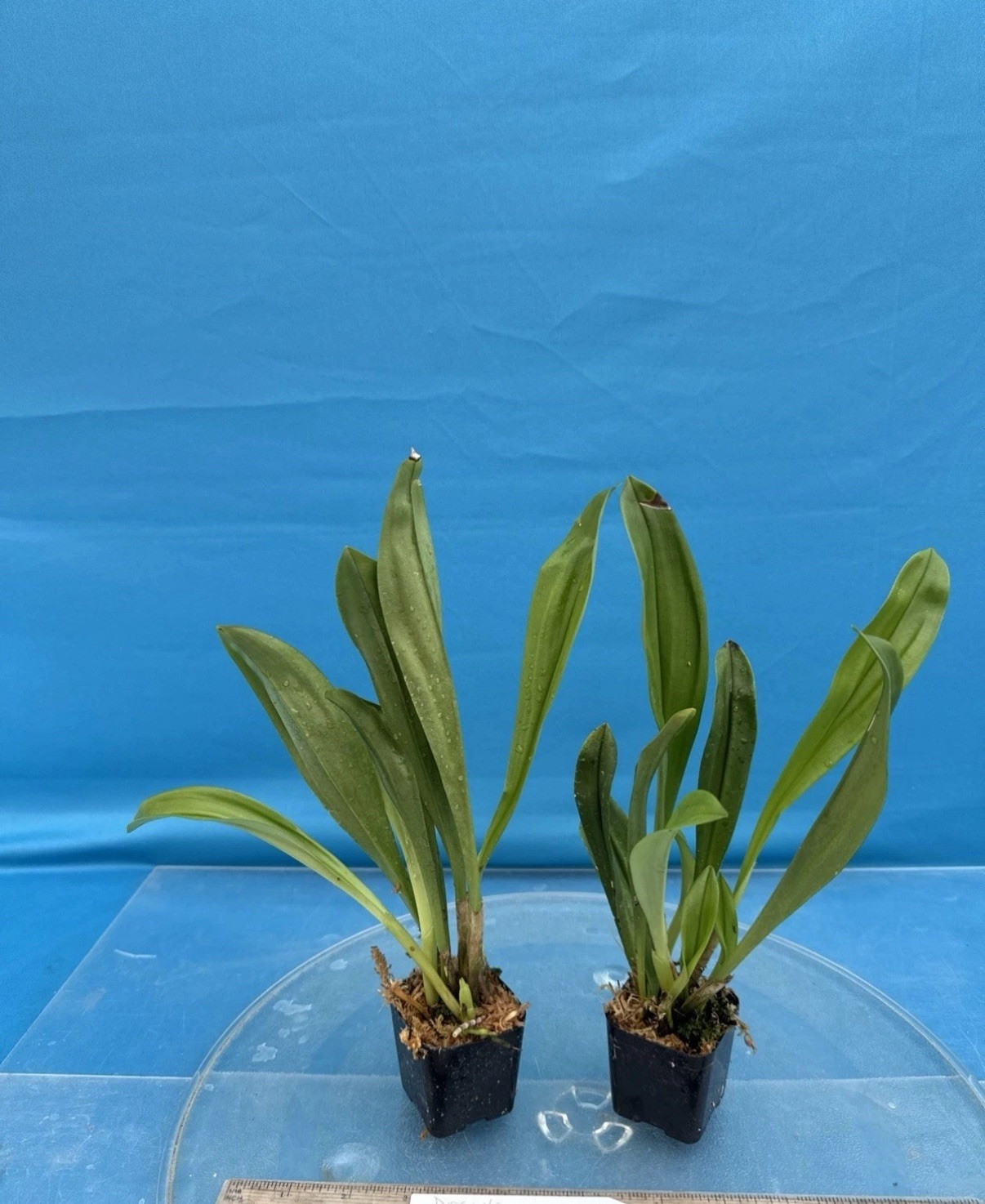 Dracula hirtzii ‘Blackie’ Orchid Species Bloom Size Division 1.5-2” Pot