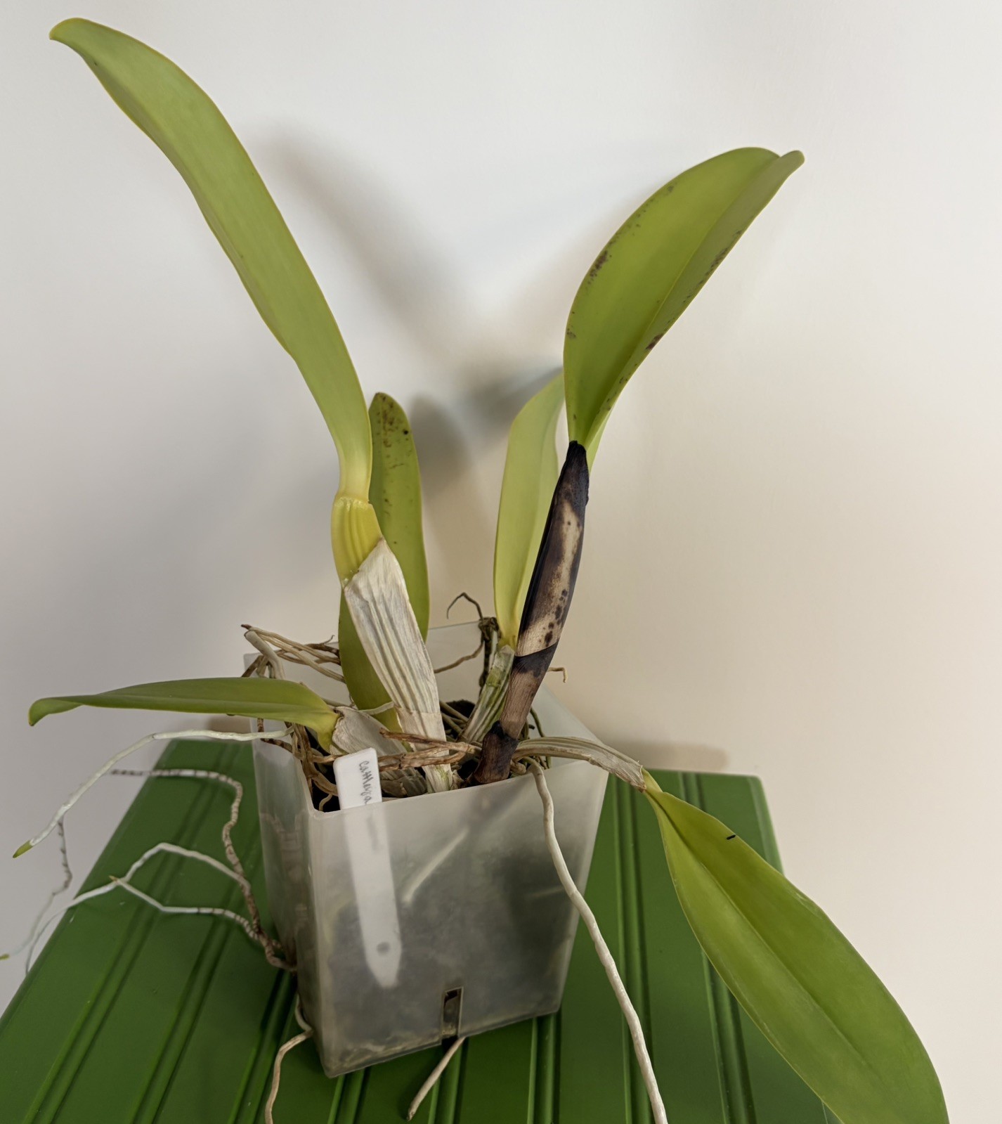 Cattleya warneri FRAGANT large-flowered spring-blooming orchid species MATURE