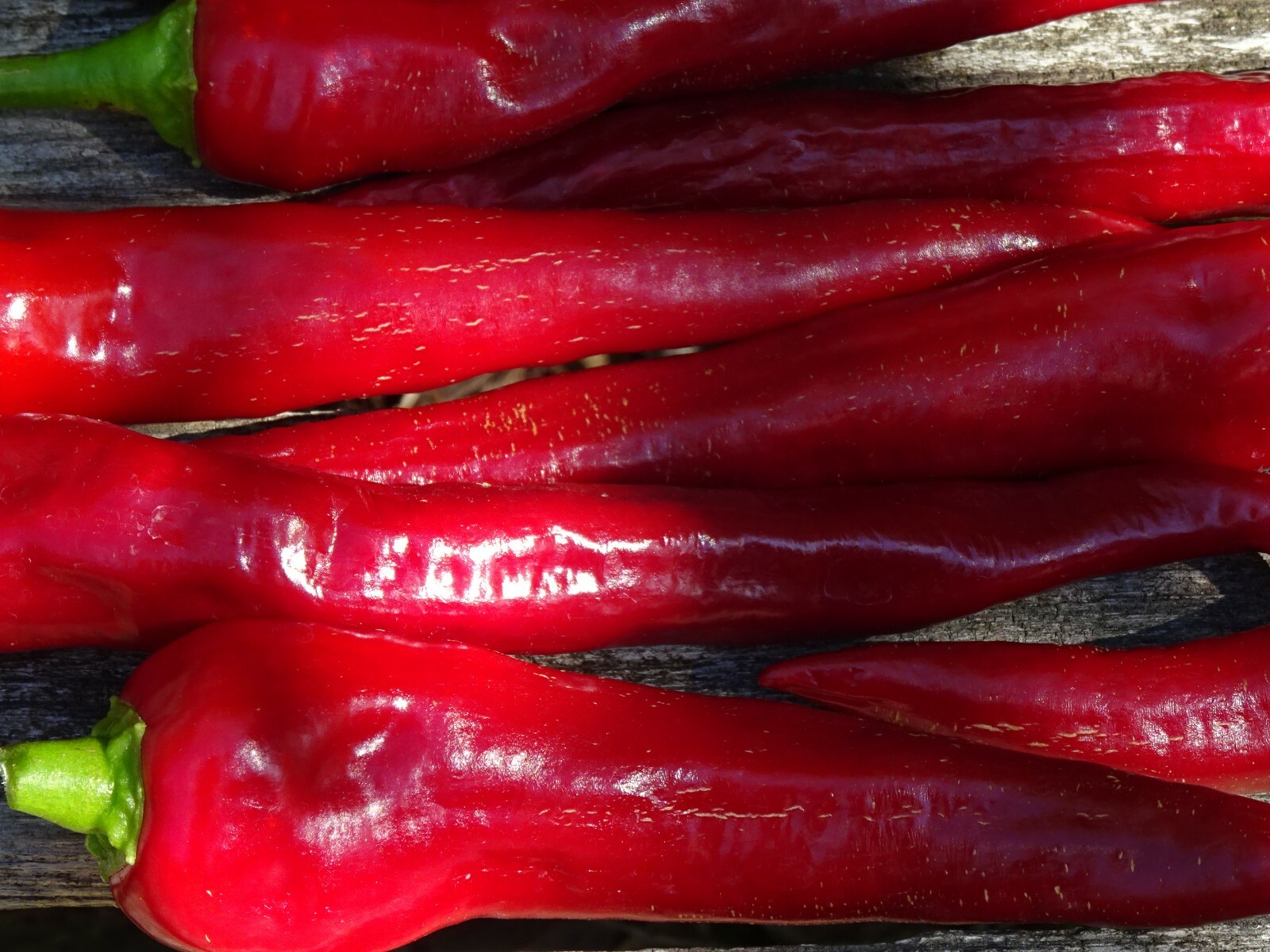 Red Chili Pepper ROKITA Semi-hot 30 seeds Polish Heirloom Organic from 2023
