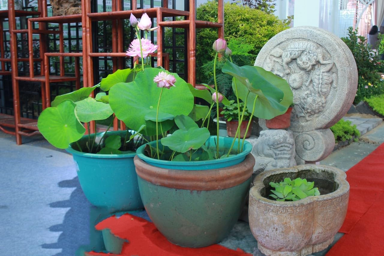 120Pcs Lotus Seeds for Planting in Water – Mixed Bowl Lotus Flower, Water Lily