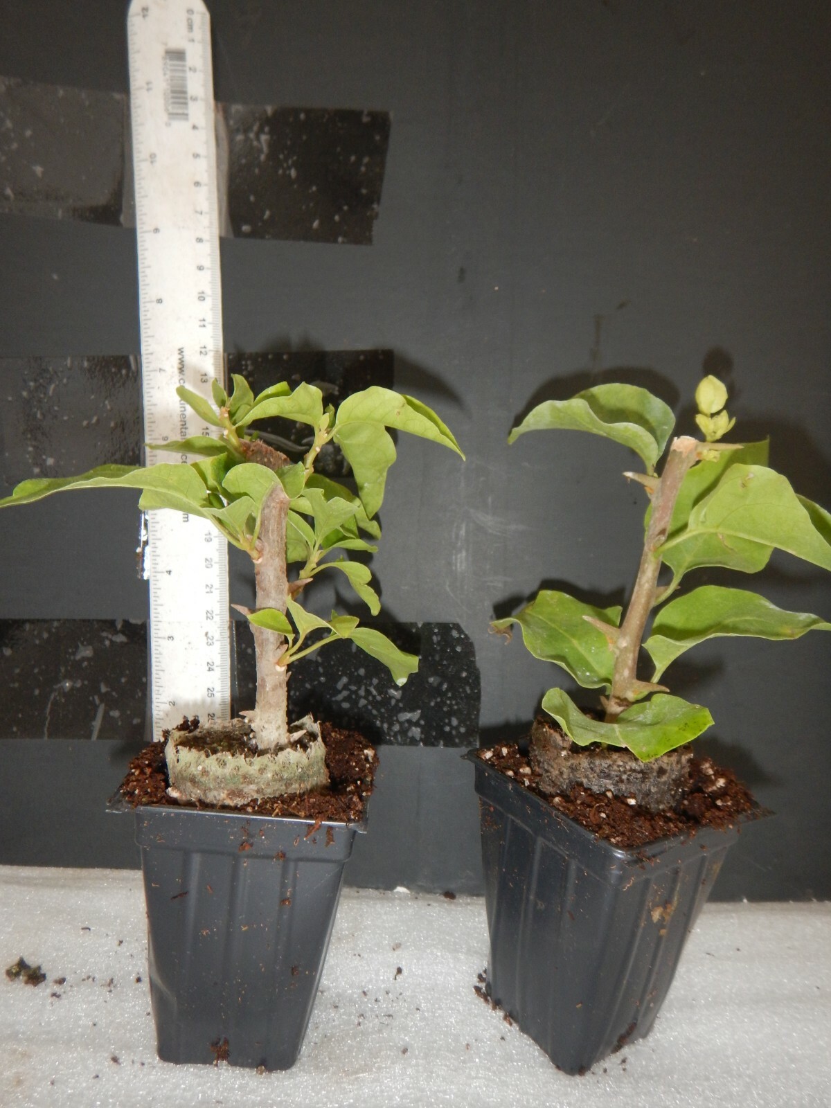 Well Rooted **VERA WHITE** Live Bougainvillea starter/plug plant*USA SELLER*