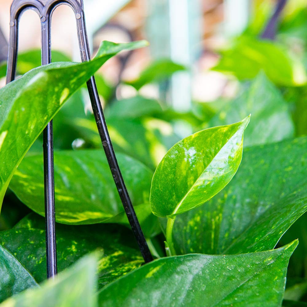 Perfect Plants Golden Pothos In 8In Hanging Easy To Care For For Any Indoor