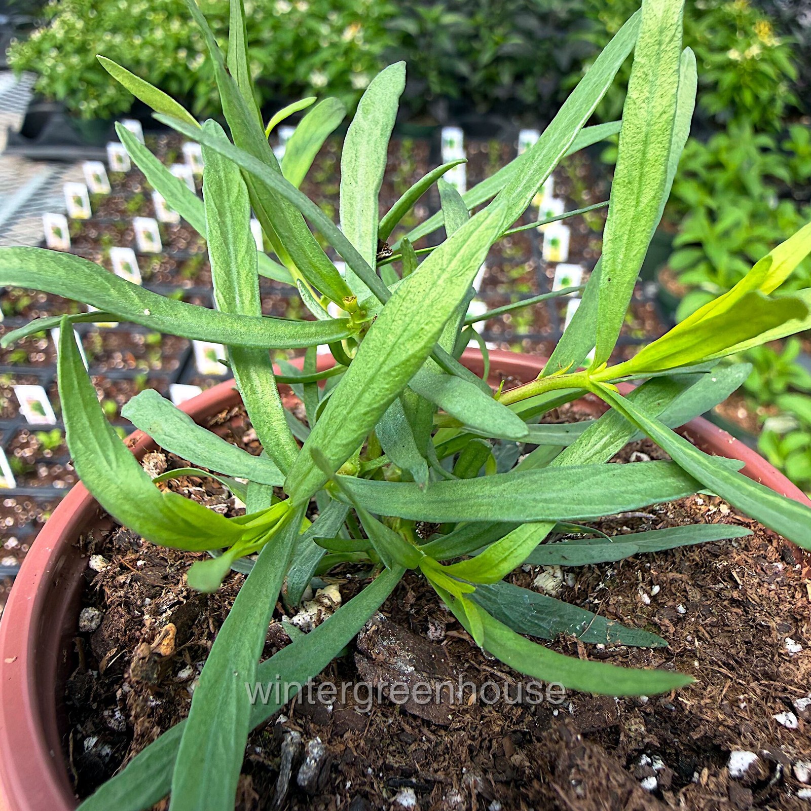 Tarragon, French Tarragon, Container Size: 3″ (2.6×3.5″)
