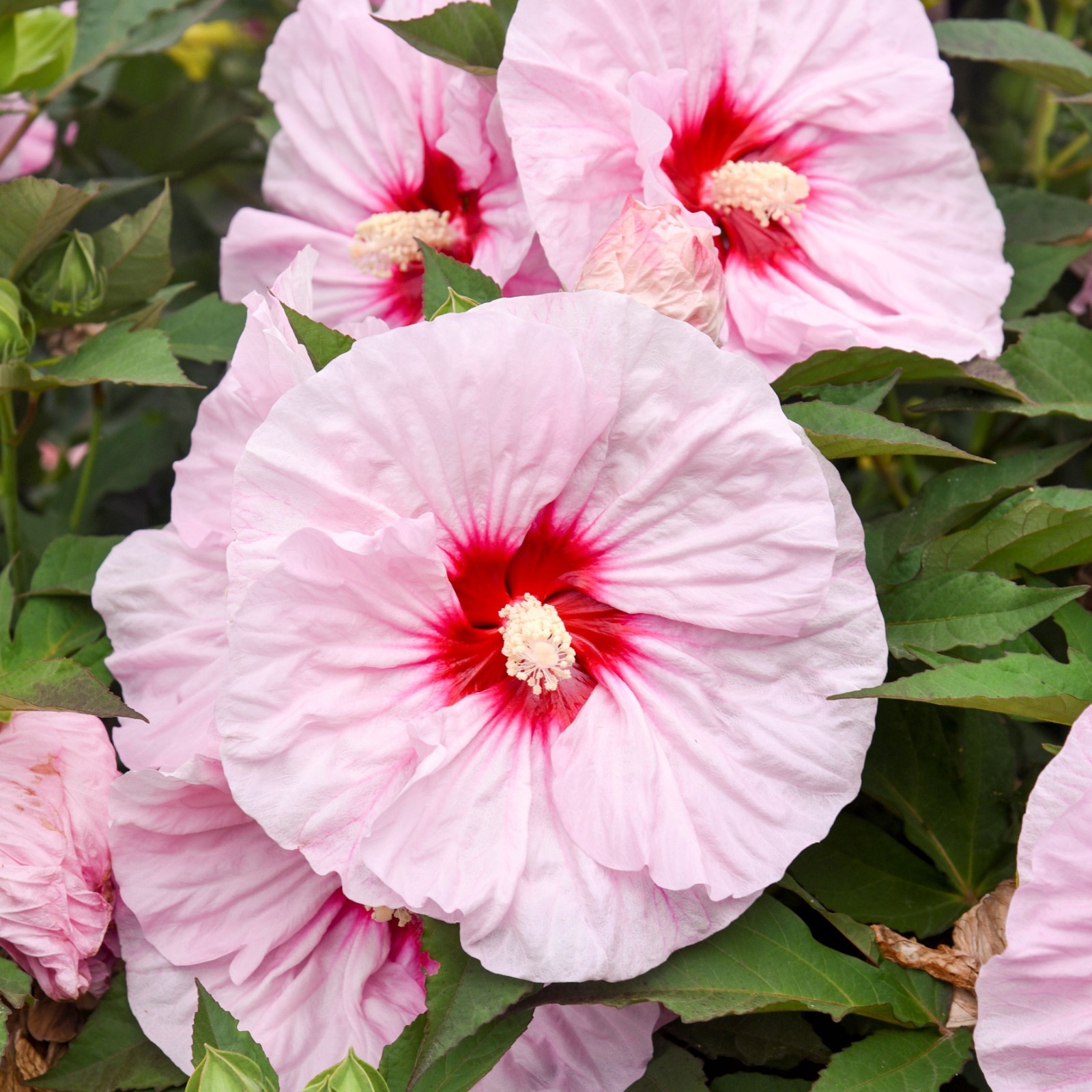 bush hibiscus ALL EYES ON ME pink flower hardy 2.5″ pot = 1 Live Potted Plant
