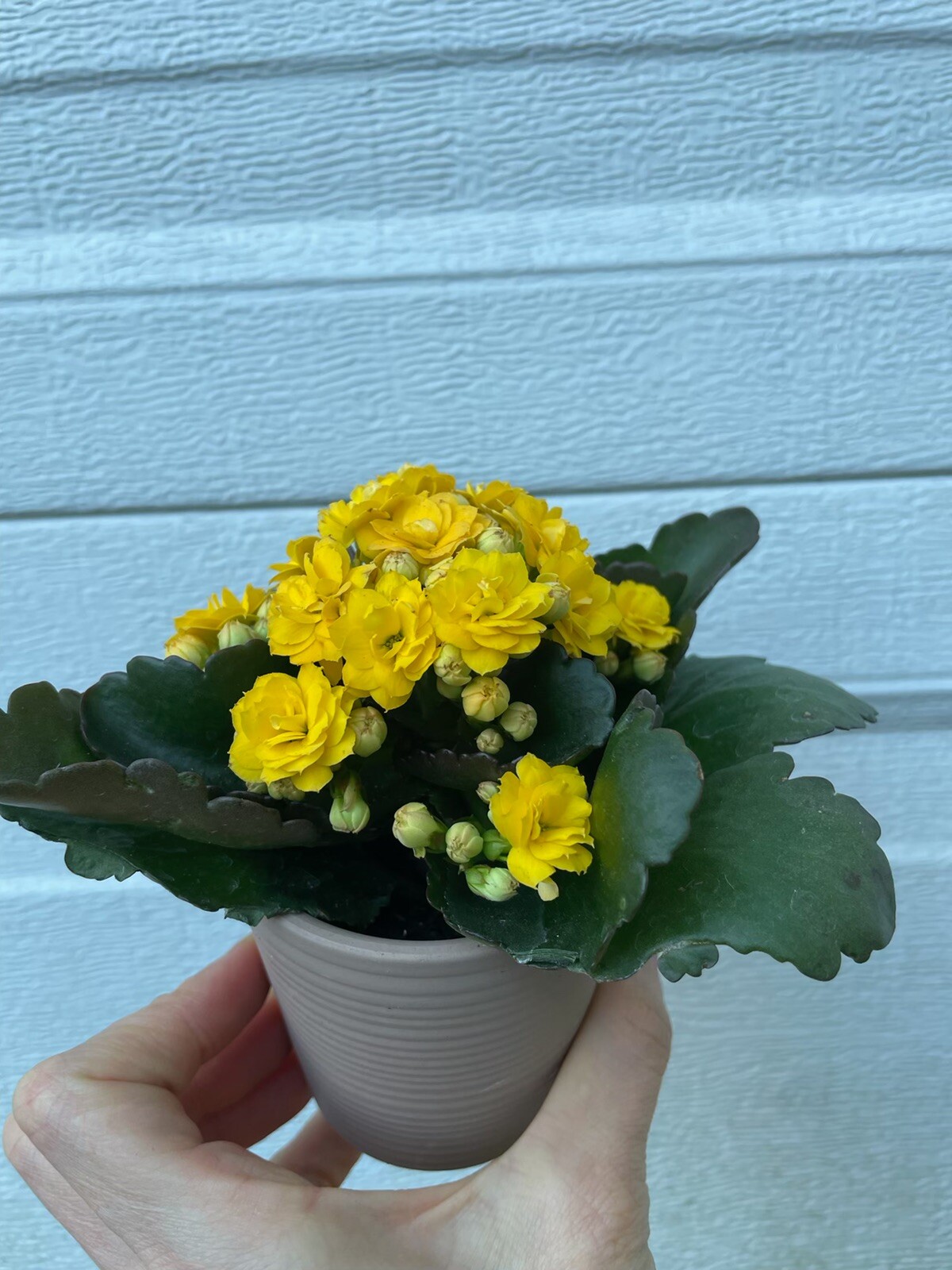 Assorted colors Florist Kalanchoe live plant well rooted Calandiva Plants