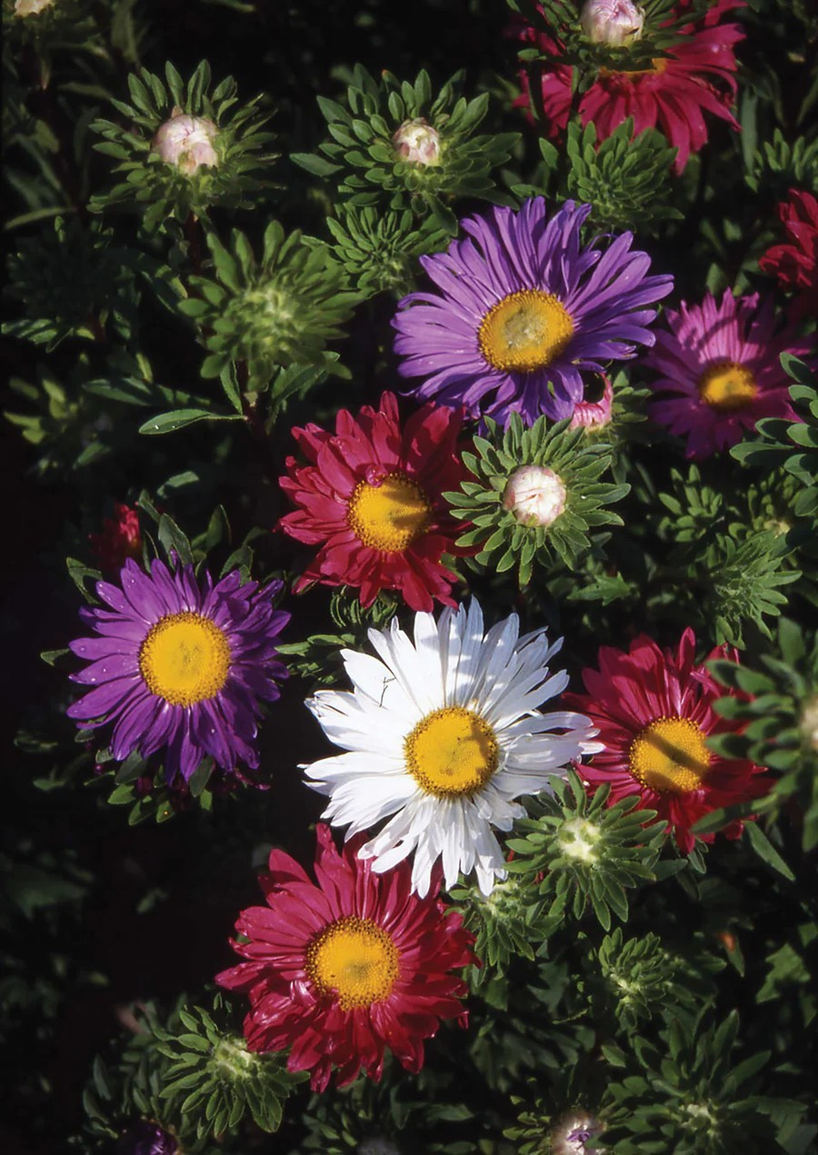 1000+ China Aster Seeds — Rainbow Mix — Colorful — Open Pollinated — Non GMO
