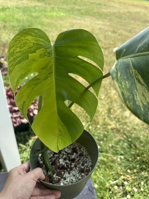 Monstera Aurea Variegated – Exact Live Rooted Plant – US Seller – A2