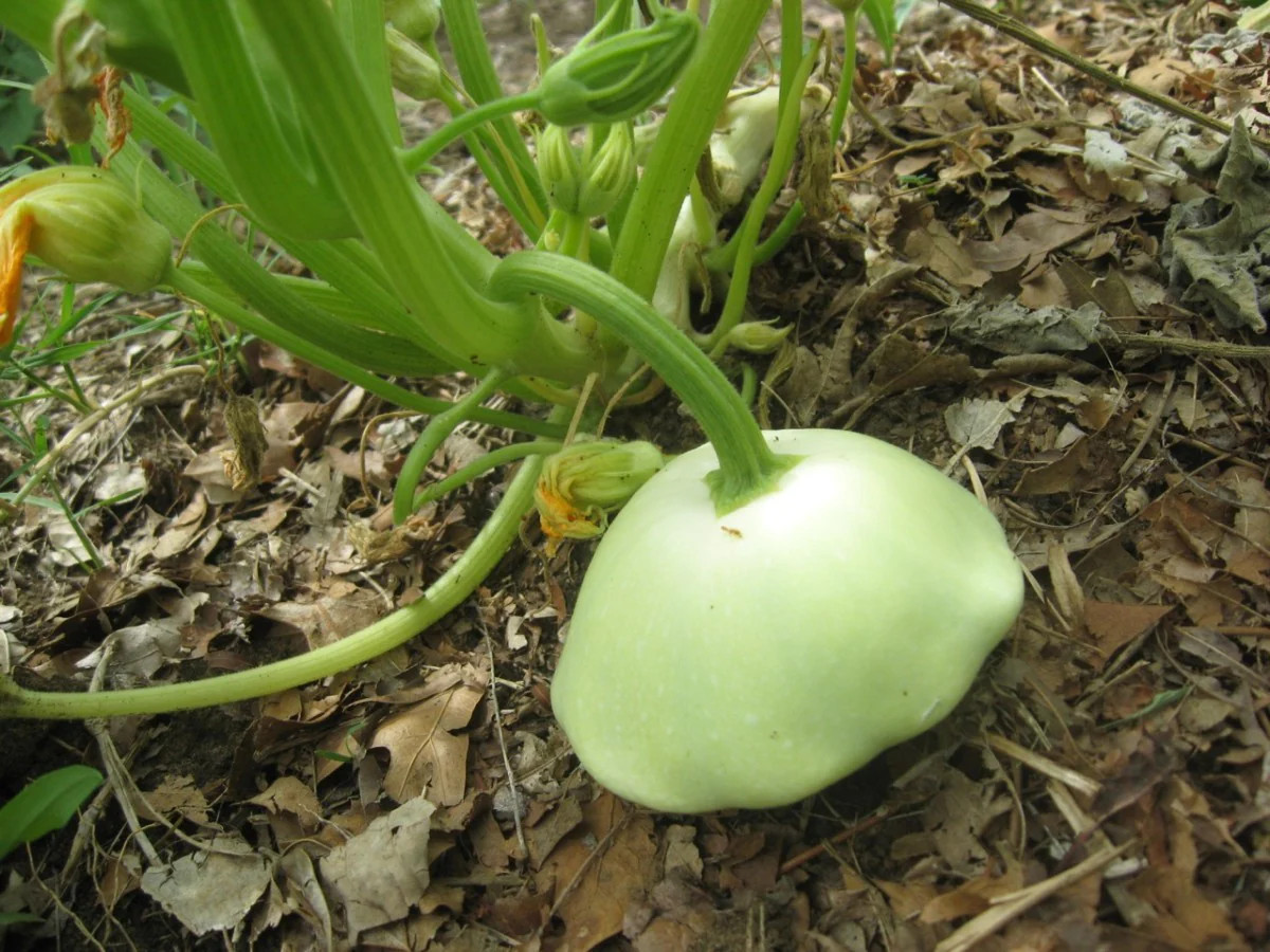 Benning’s Green Tint Patty Pan Seeds | Bush Scallop Squash Vegetable Seed 2024