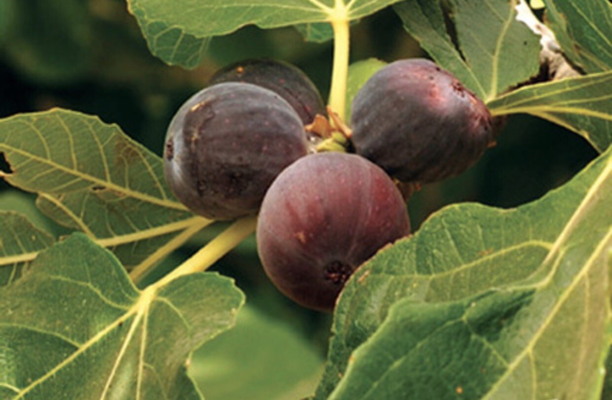Brown Turkey Fig Tree – Air Layered, 1-2 Ft Tall, In 5 Gallon Pot
