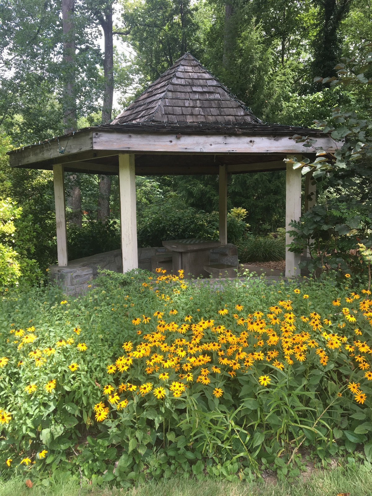 Rudbeckia ‘Goldsturm” 25 Plants in 3-1/2 inch Pots