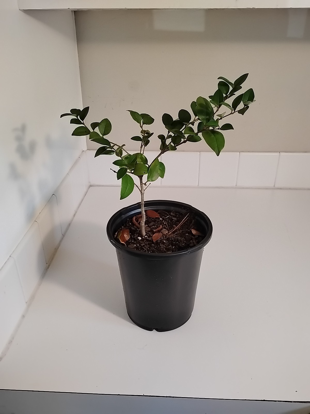 Ligustrum japonicum Bush, Live Plant, 1 Gallon Pot.