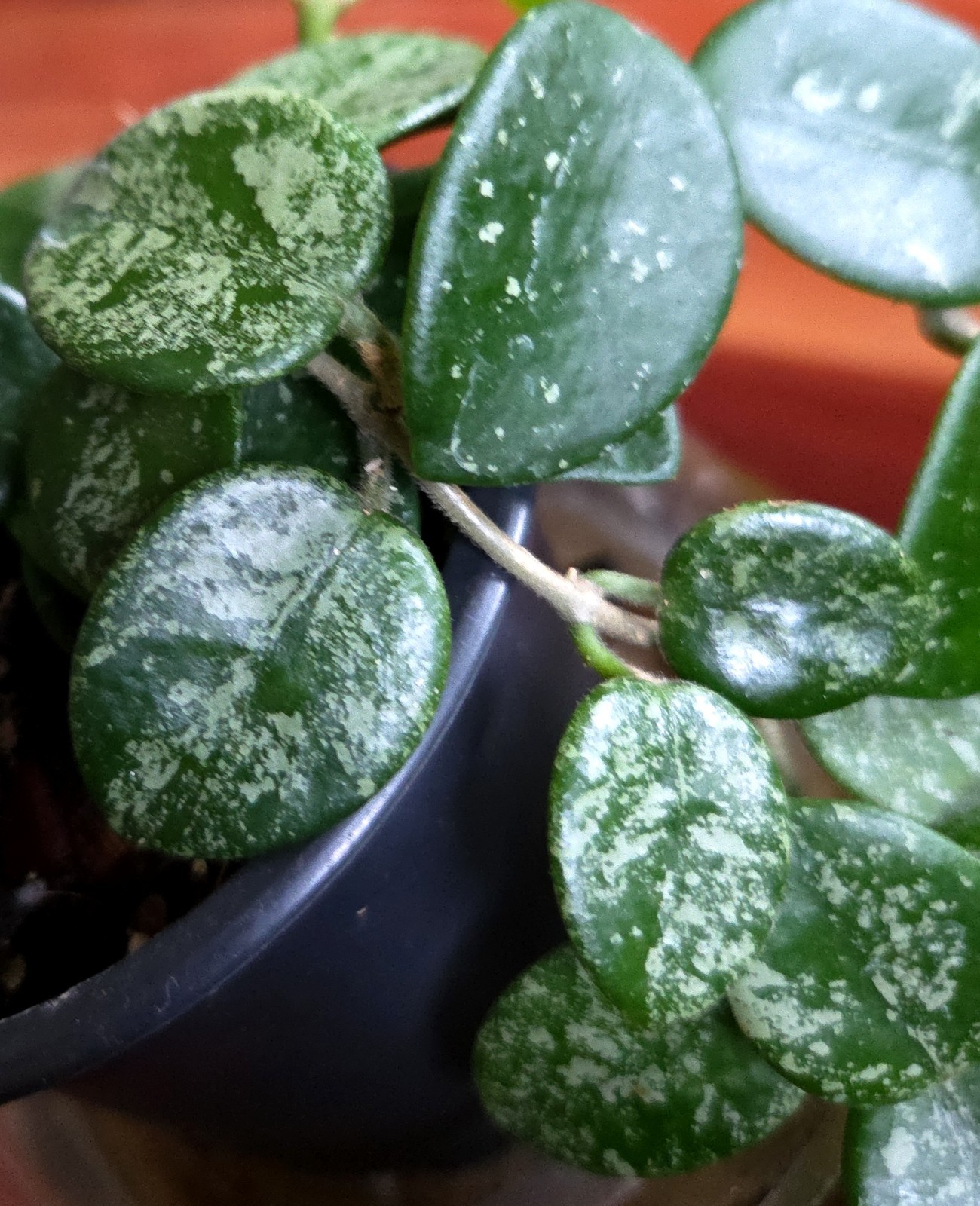 RARE Hoya Splashy Carnosa X Serpens 11″ Long No Monstera Philodendron Anthurium