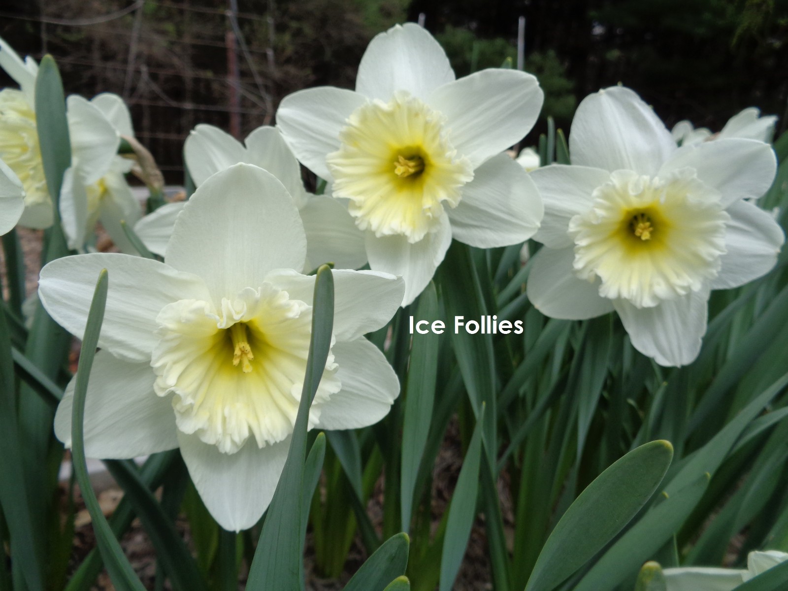 24 DAFFODIL BULBS Narcissus Jonquil Yellow White ICE FOLLI ES FromMyGarden~*READ