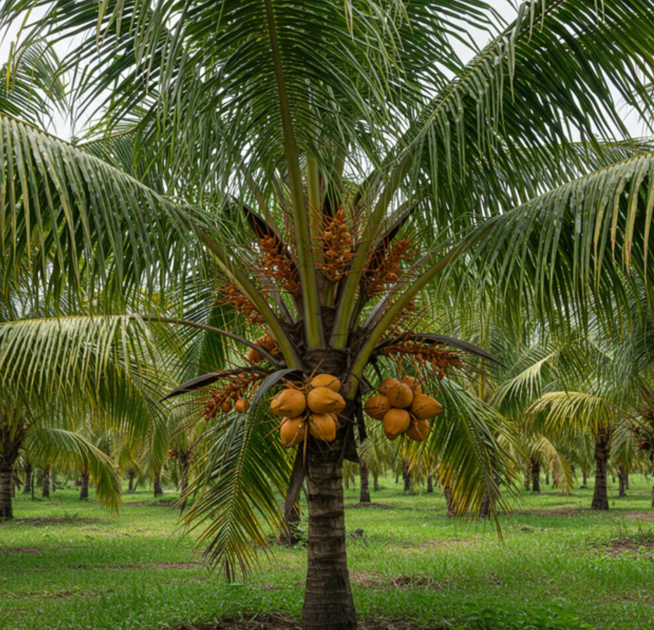 Dwarf Yellow Malayan Coconut Seed – Live Tropical Palm Seed – No Ship to CA