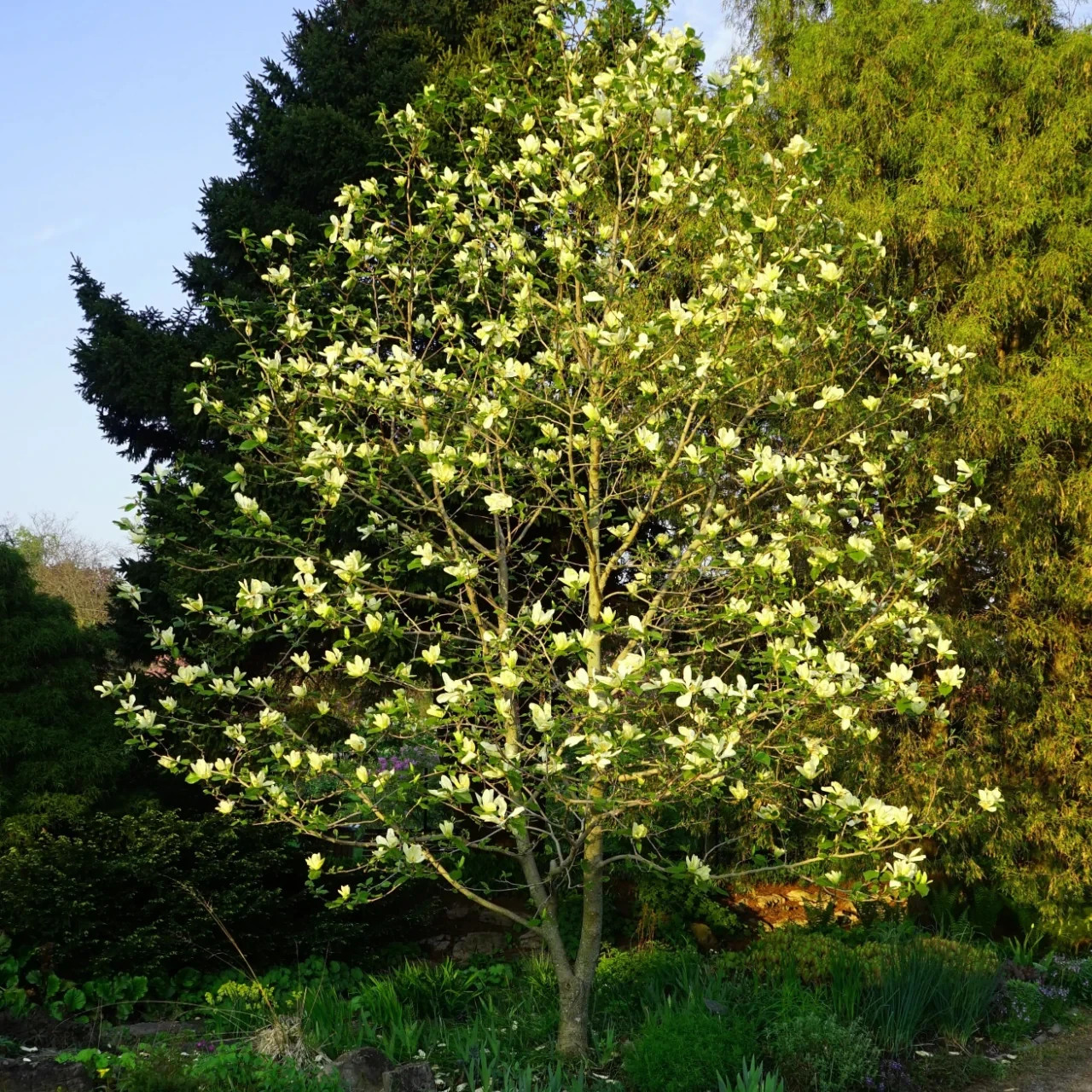 1 Sweetbay Magnolia Tree 12-24″ Magnolia virginiana Bare Root
